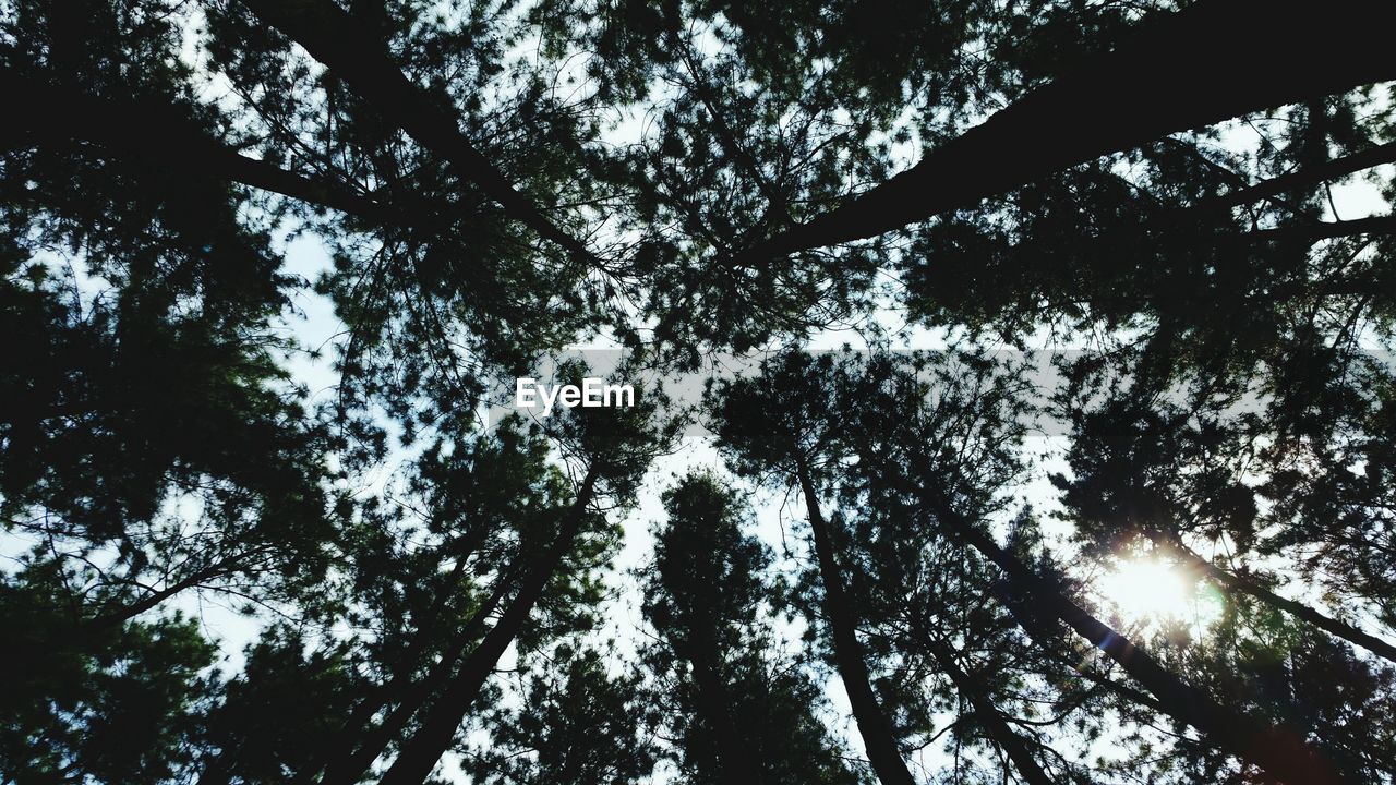 Directly below shot of pine trees in forest