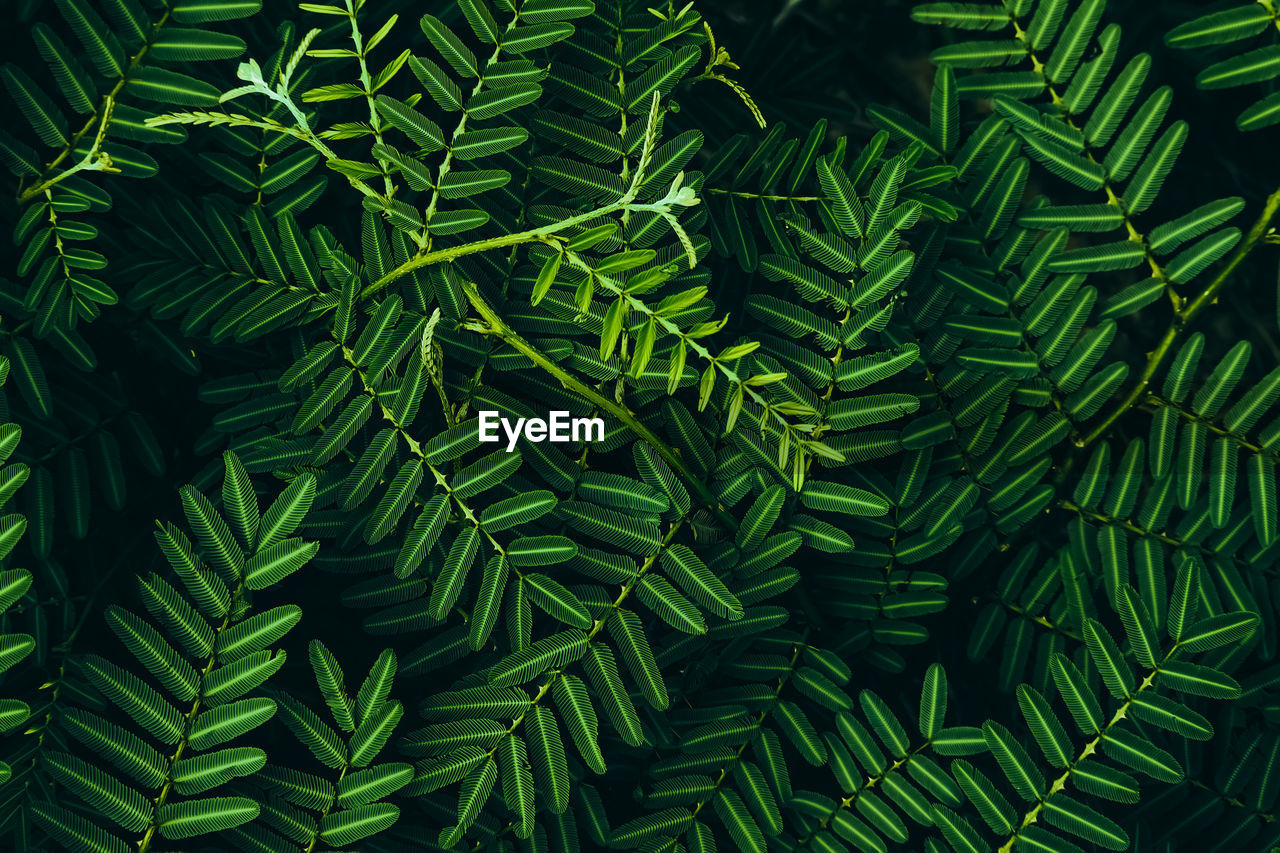 Full frame shot of palm tree leaves