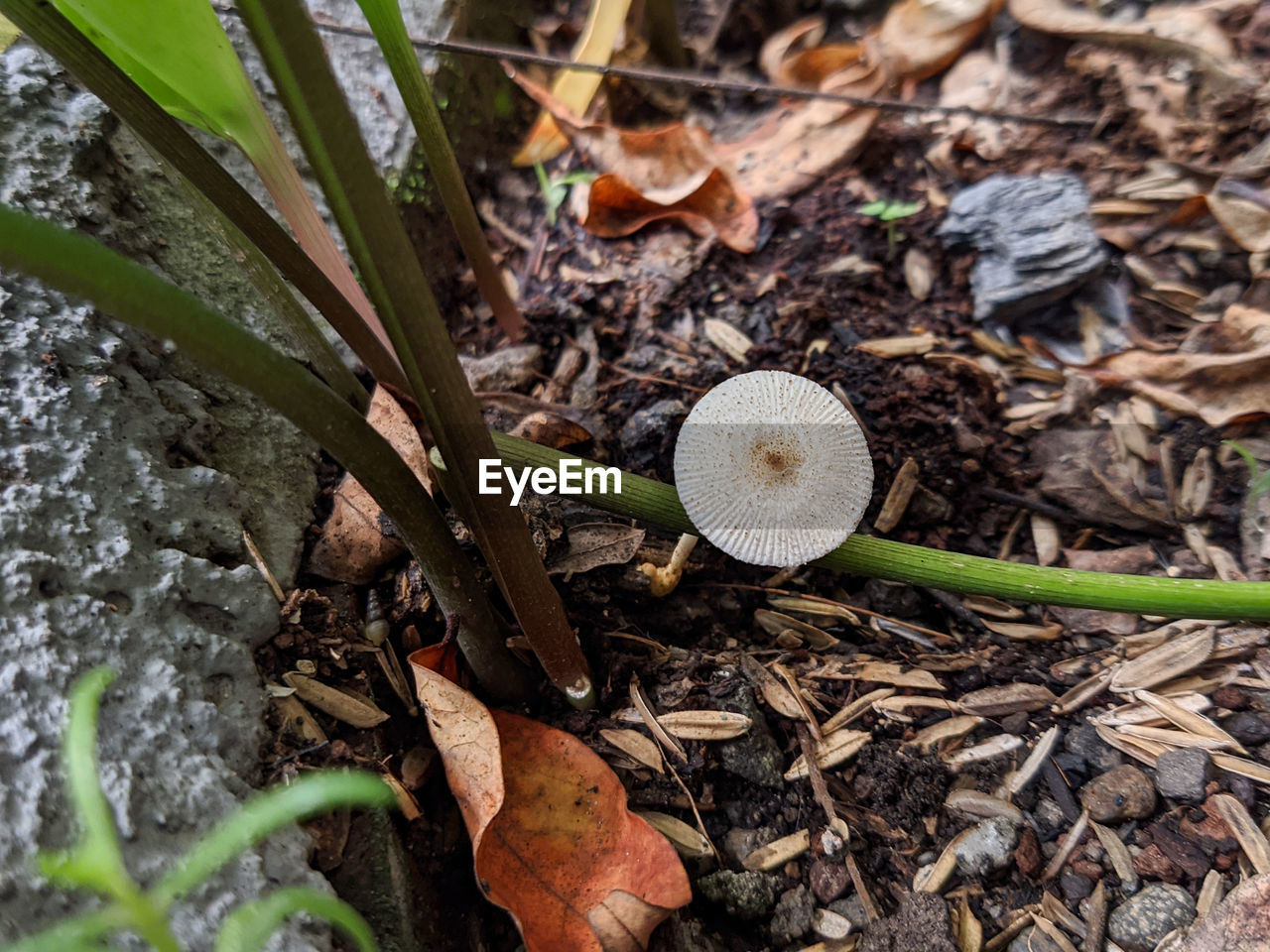 plant, land, nature, leaf, growth, plant part, mushroom, woodland, field, forest, fungus, soil, no people, day, vegetable, high angle view, food, beauty in nature, flower, tree, close-up, edible mushroom, dry, outdoors, wildlife, autumn, agaricaceae, toadstool, food and drink, tranquility, penny bun, fragility