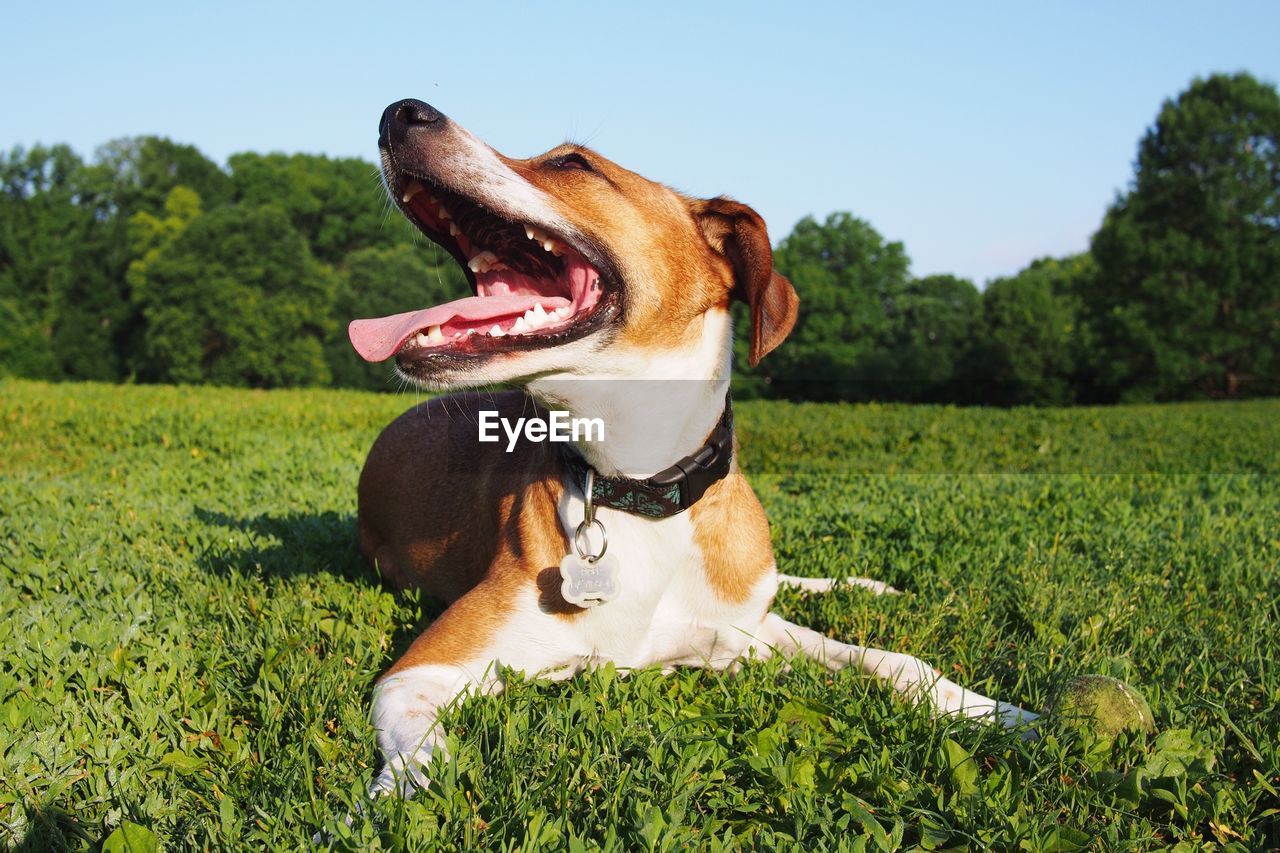 Dog relaxing on grassy field