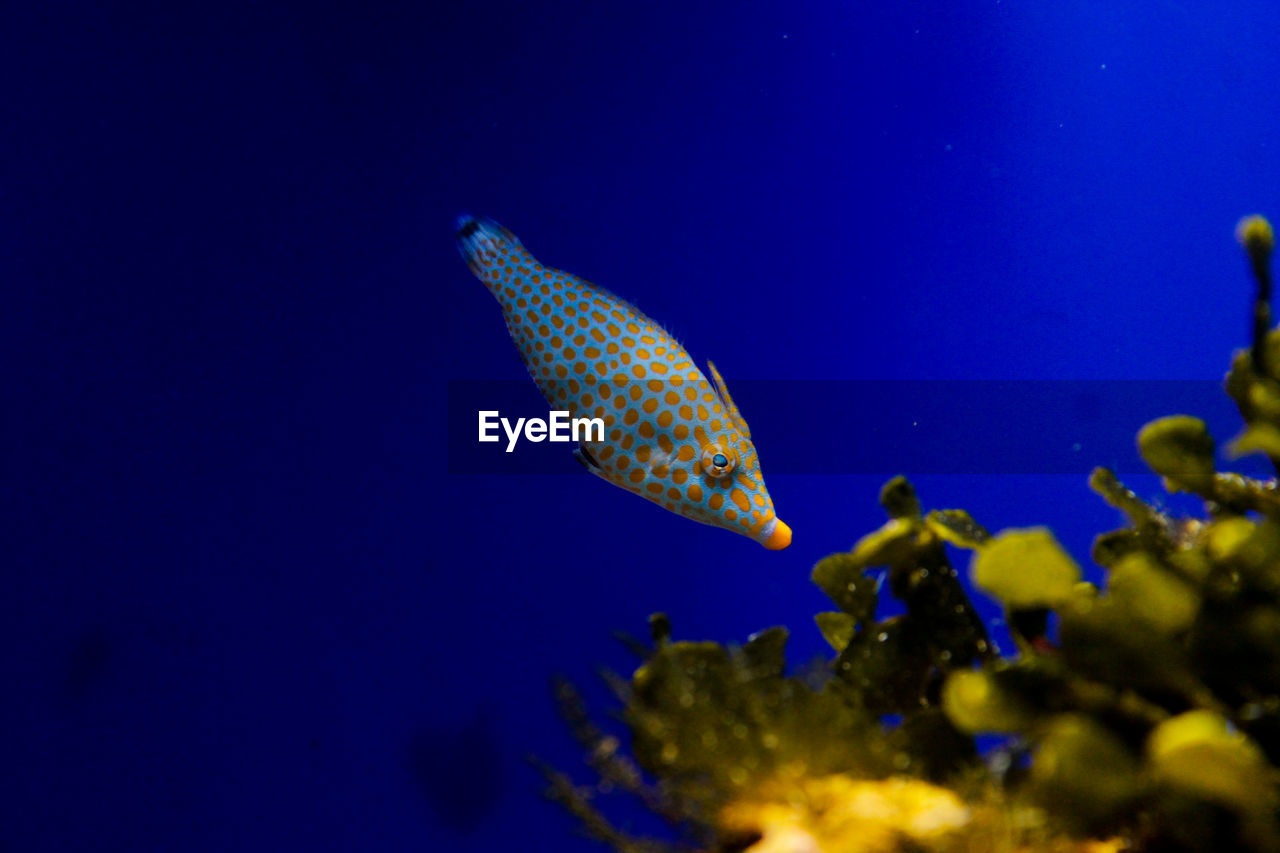 CLOSE-UP OF FISH UNDERWATER