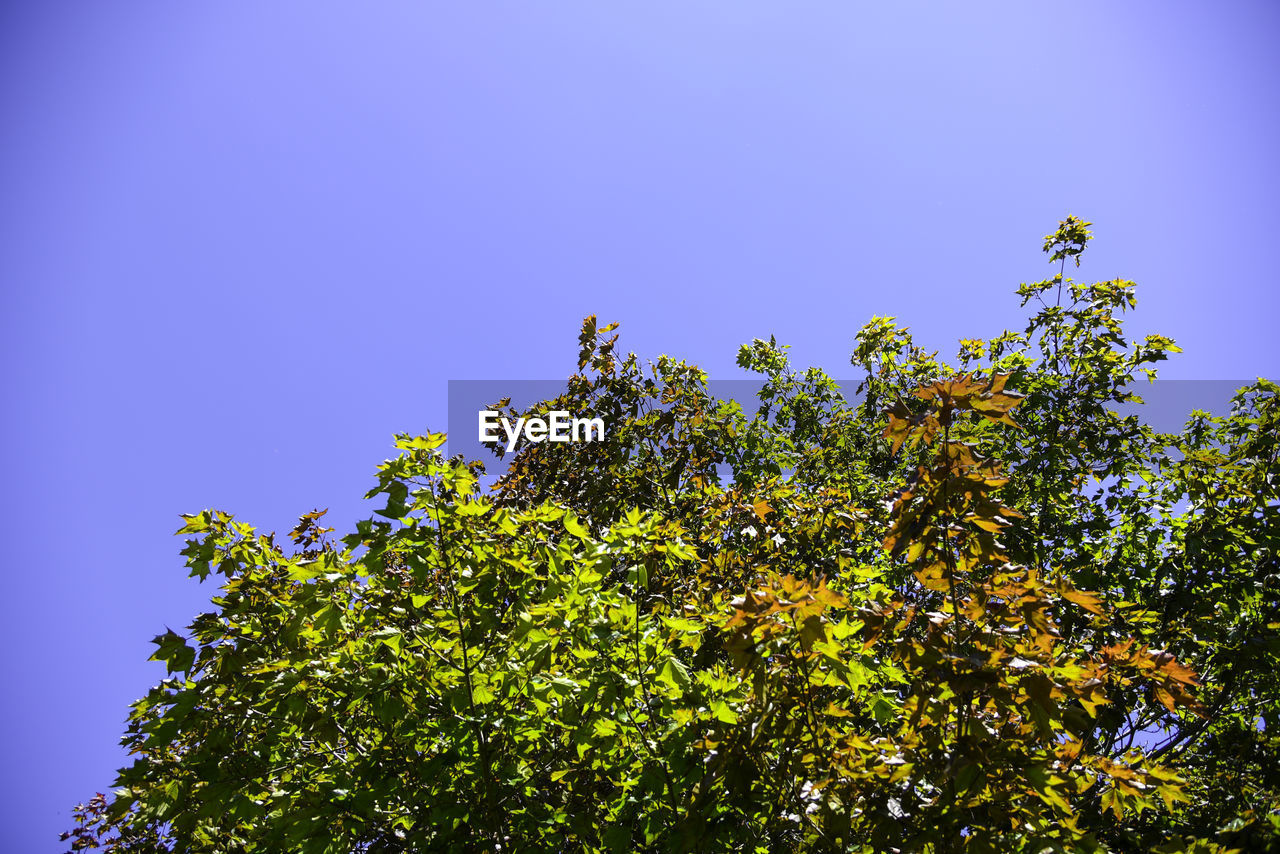 LOW ANGLE VIEW OF TREES AGAINST BLUE SKY