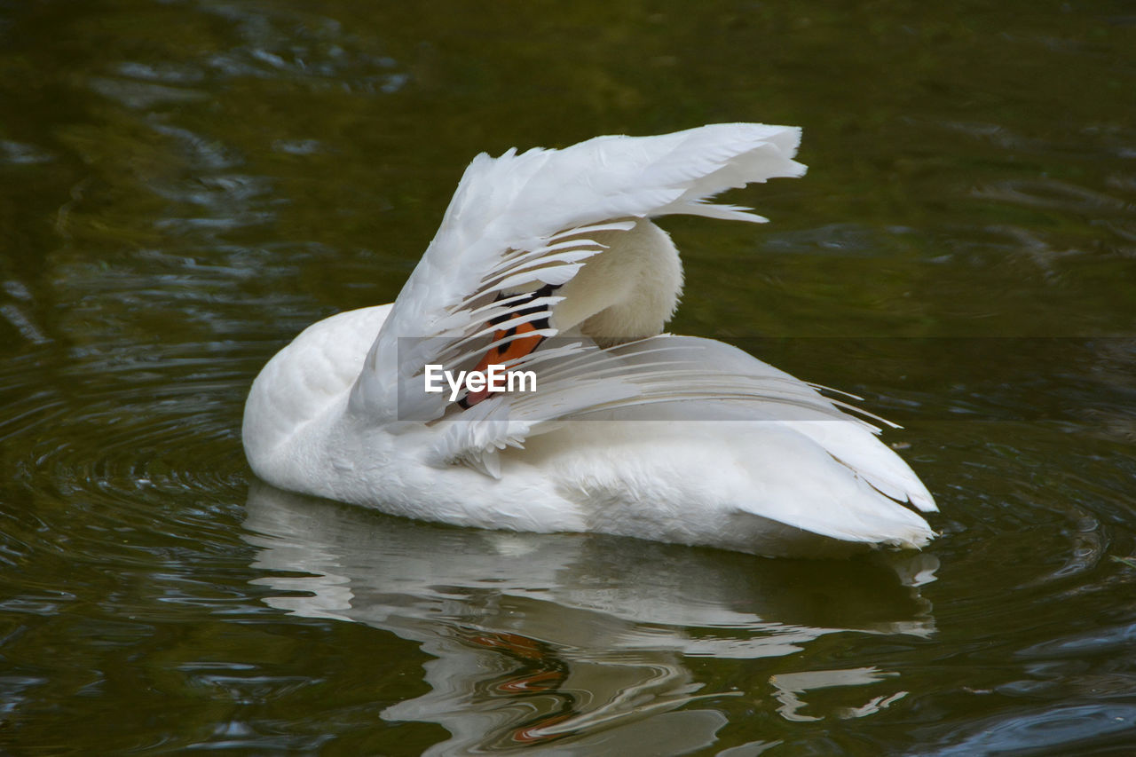 A swan with a raised wing covering its head on the water