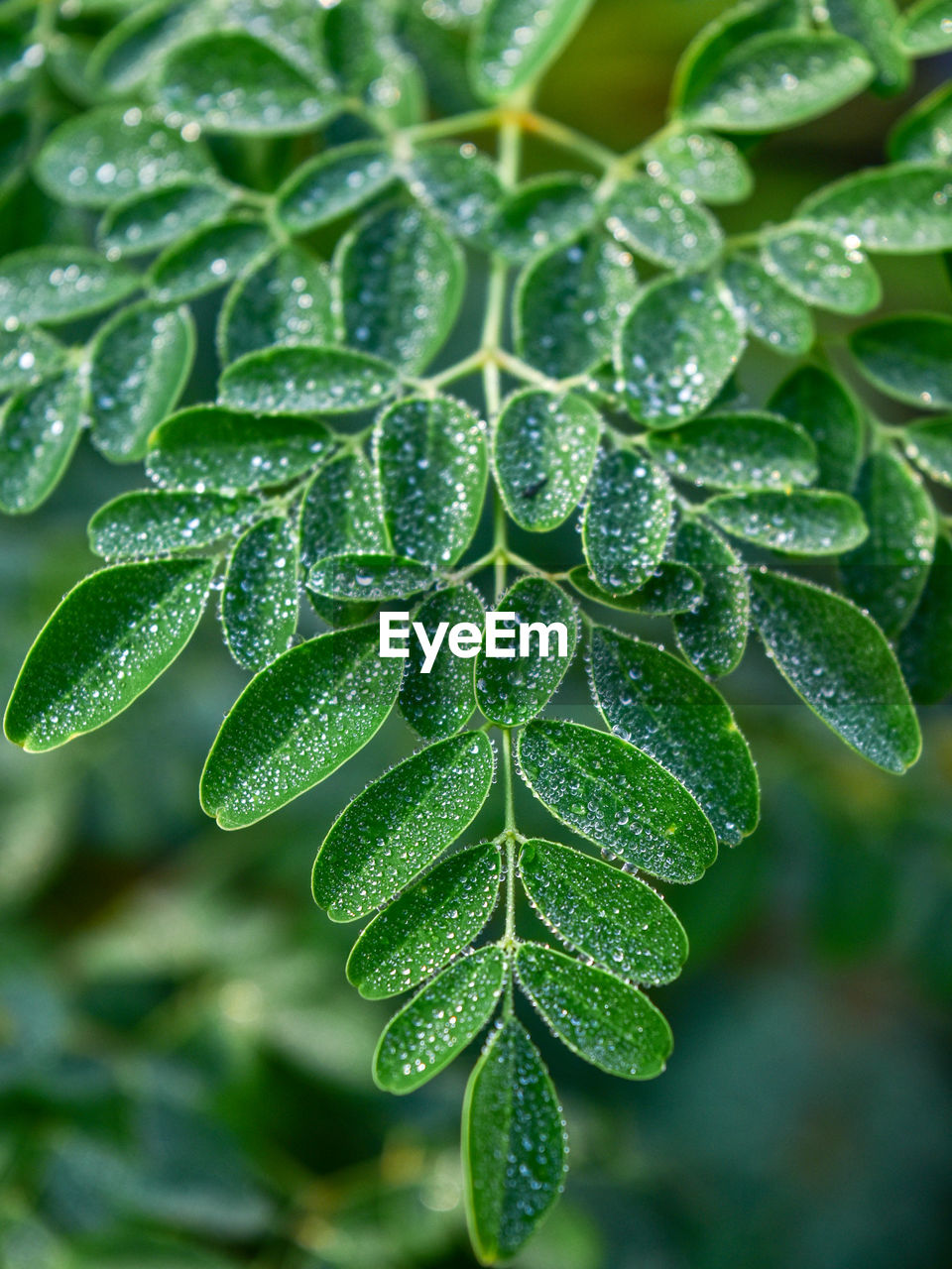 Close-up of wet plant leaves