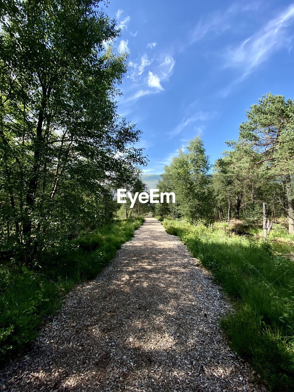 LONG EMPTY ROAD ALONG TREES AND PLANTS