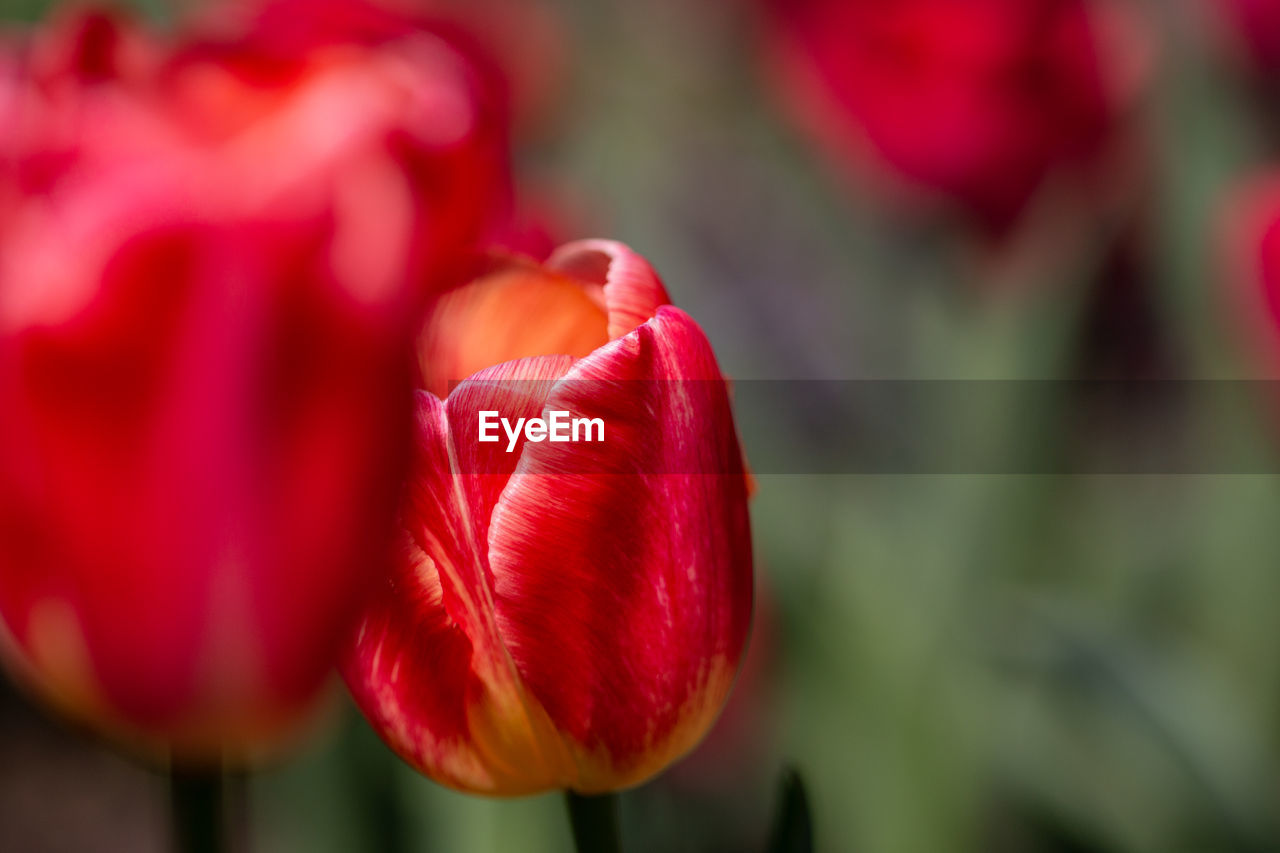 Close-up of red tulip