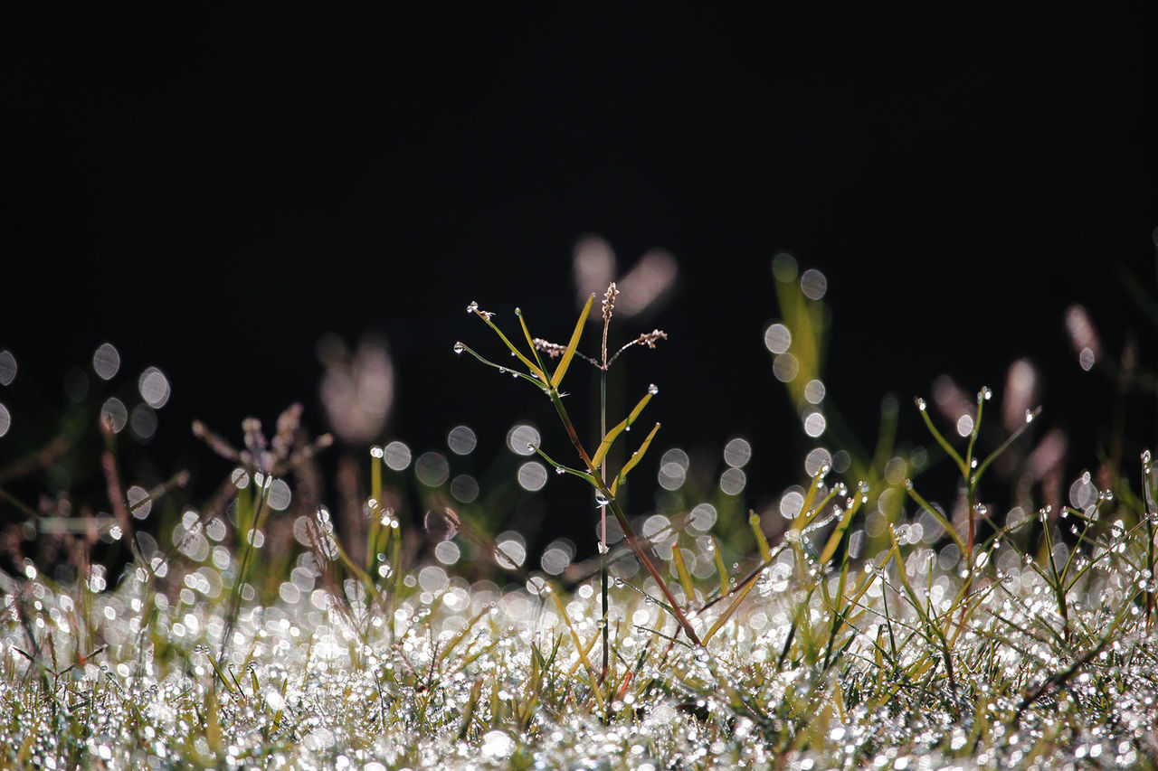 Close-up of flowers growing at night