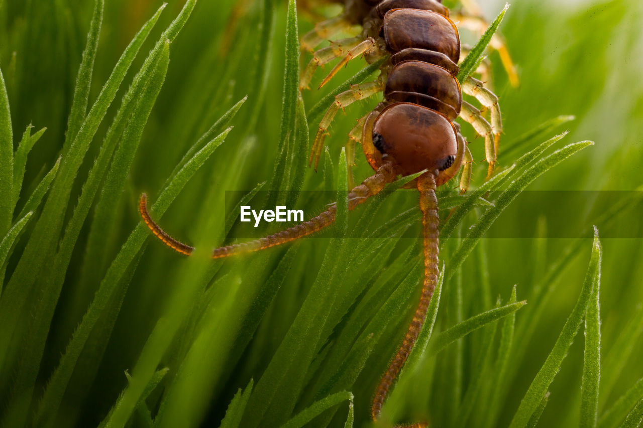 CLOSE-UP OF INSECT ON LEAF