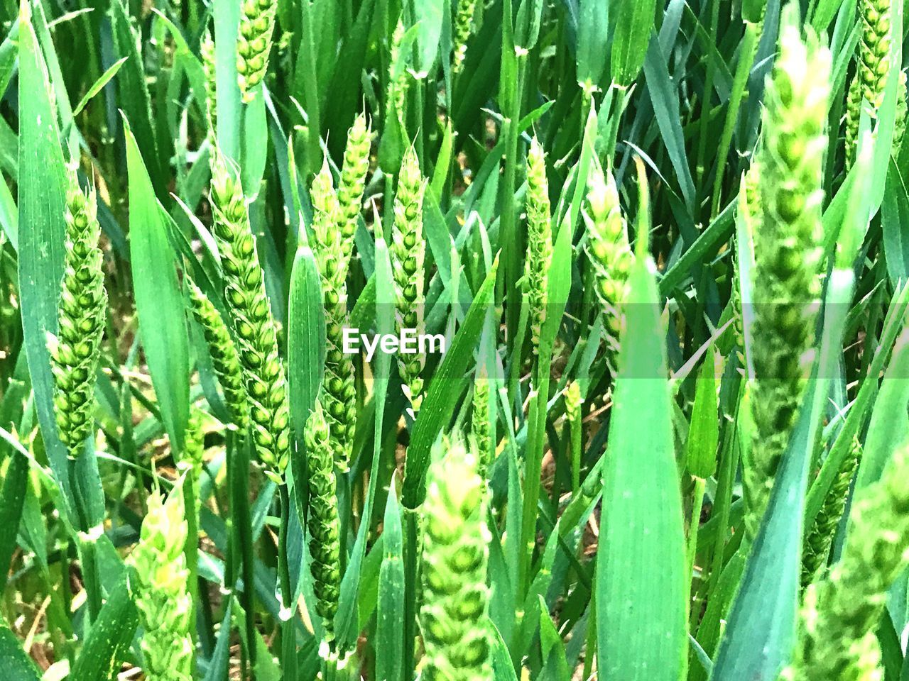 CLOSE-UP OF CORN FIELD