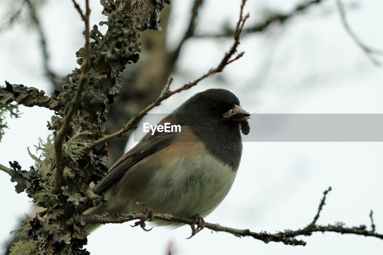 Low angle view of bird perching on branch