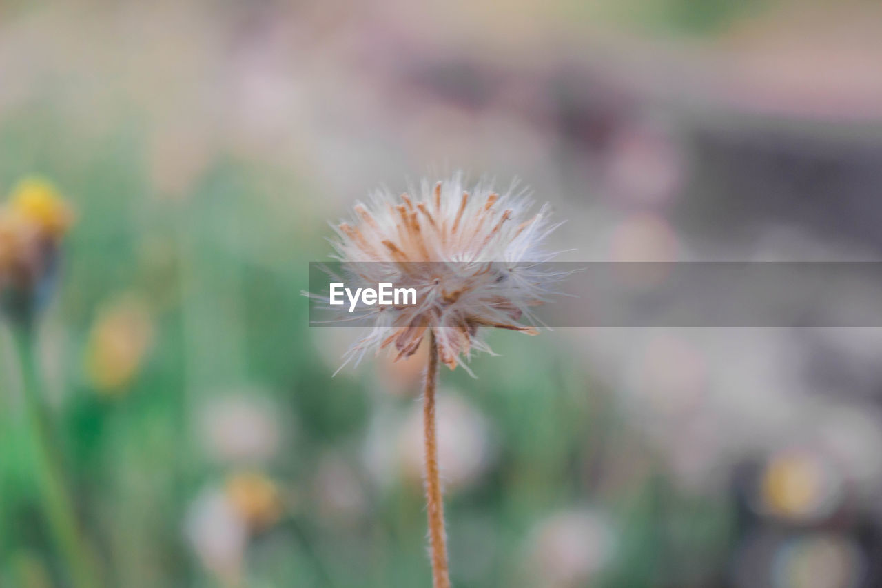 Close-up of dandelion on field