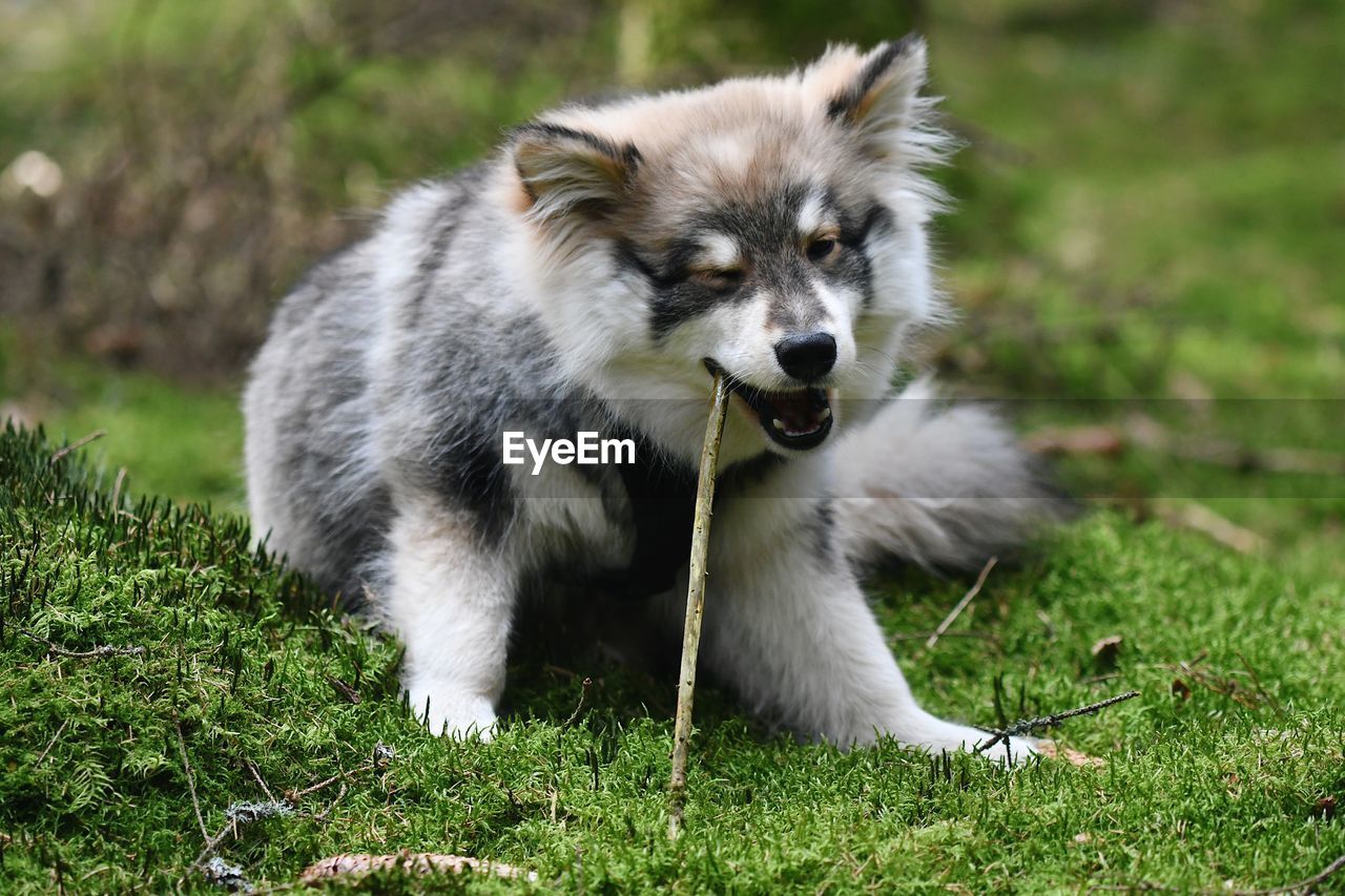 A young puppy finnish lapphund dog lying in the forest chewing in a stick