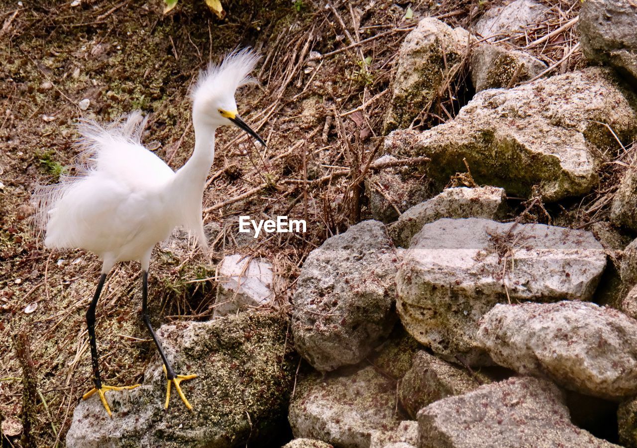 VIEW OF WHITE BIRD PERCHING ON ROCK