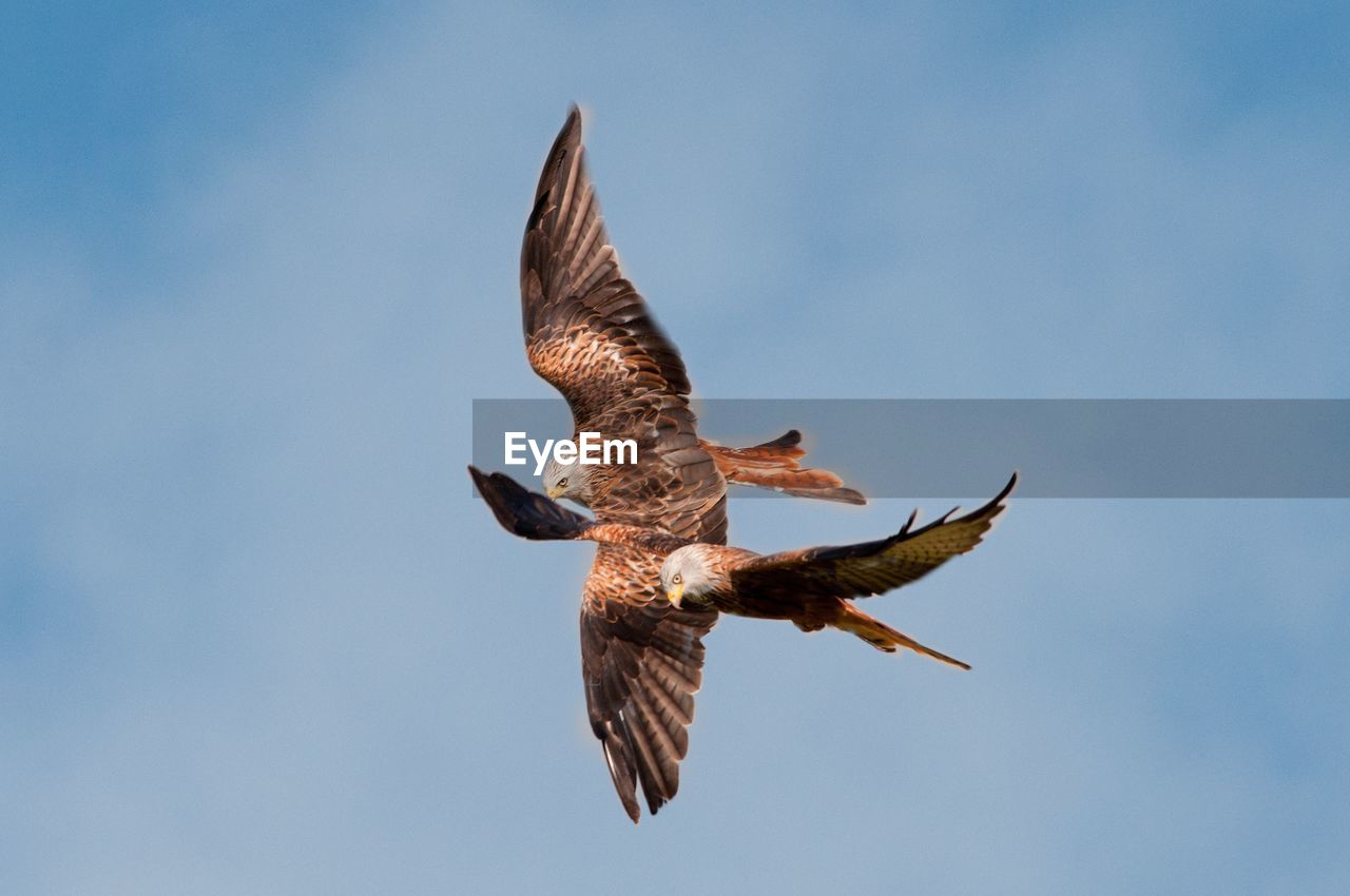 Red kites flying against clear sky