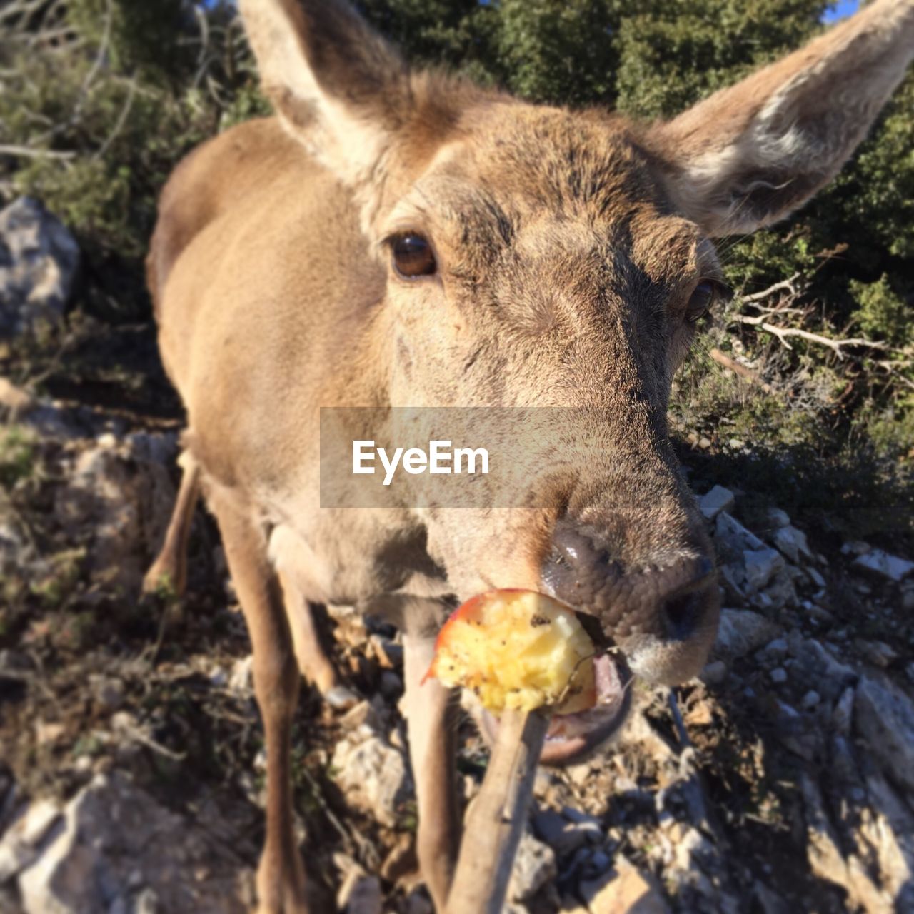 CLOSE-UP OF LION EATING FOOD