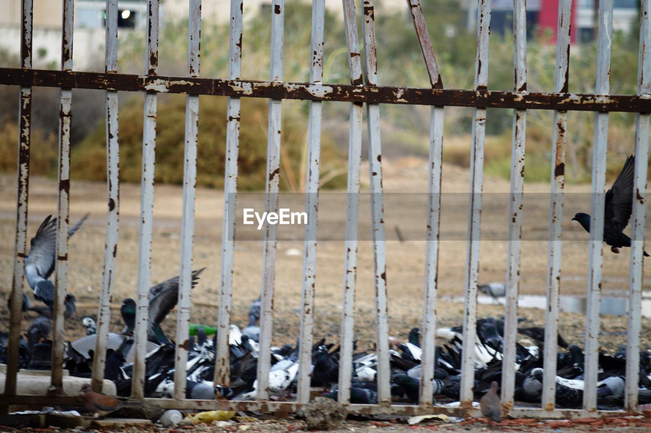 BIRDS ON A FENCE