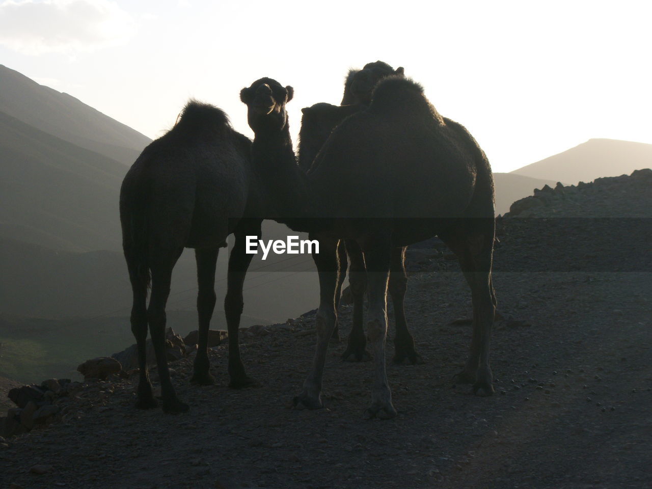 HORSES STANDING ON FIELD AGAINST CLEAR SKY