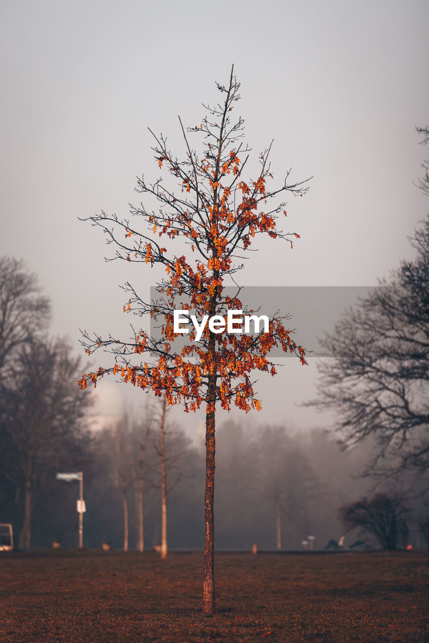 tree, morning, plant, nature, fog, autumn, sky, beauty in nature, dawn, environment, leaf, landscape, land, tranquility, branch, no people, scenics - nature, sunrise, tranquil scene, sunlight, outdoors, winter, mist, bare tree, orange color, tree trunk, forest, trunk, non-urban scene, idyllic, silhouette, rural scene, twilight, field, plant part