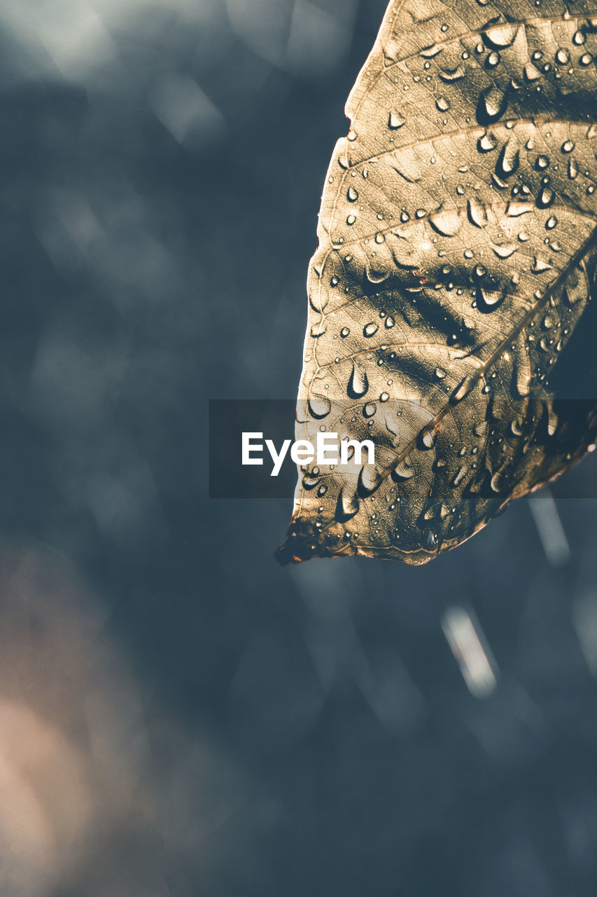 Close-up of wet leaf in forest during rainy season