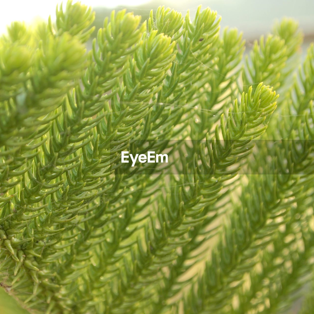 Close-up of fern