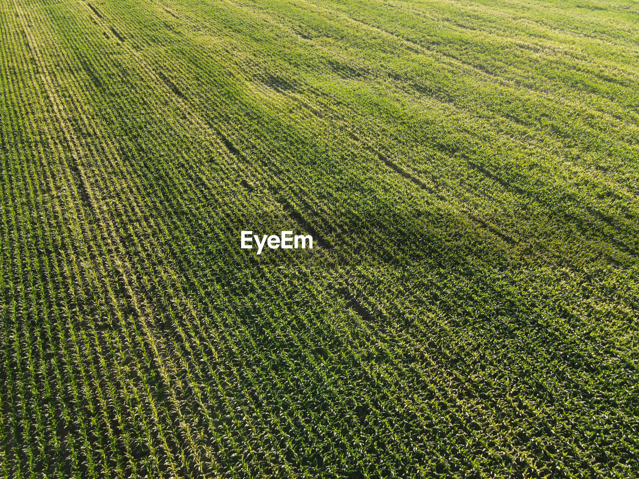 FULL FRAME SHOT OF RICE FIELD