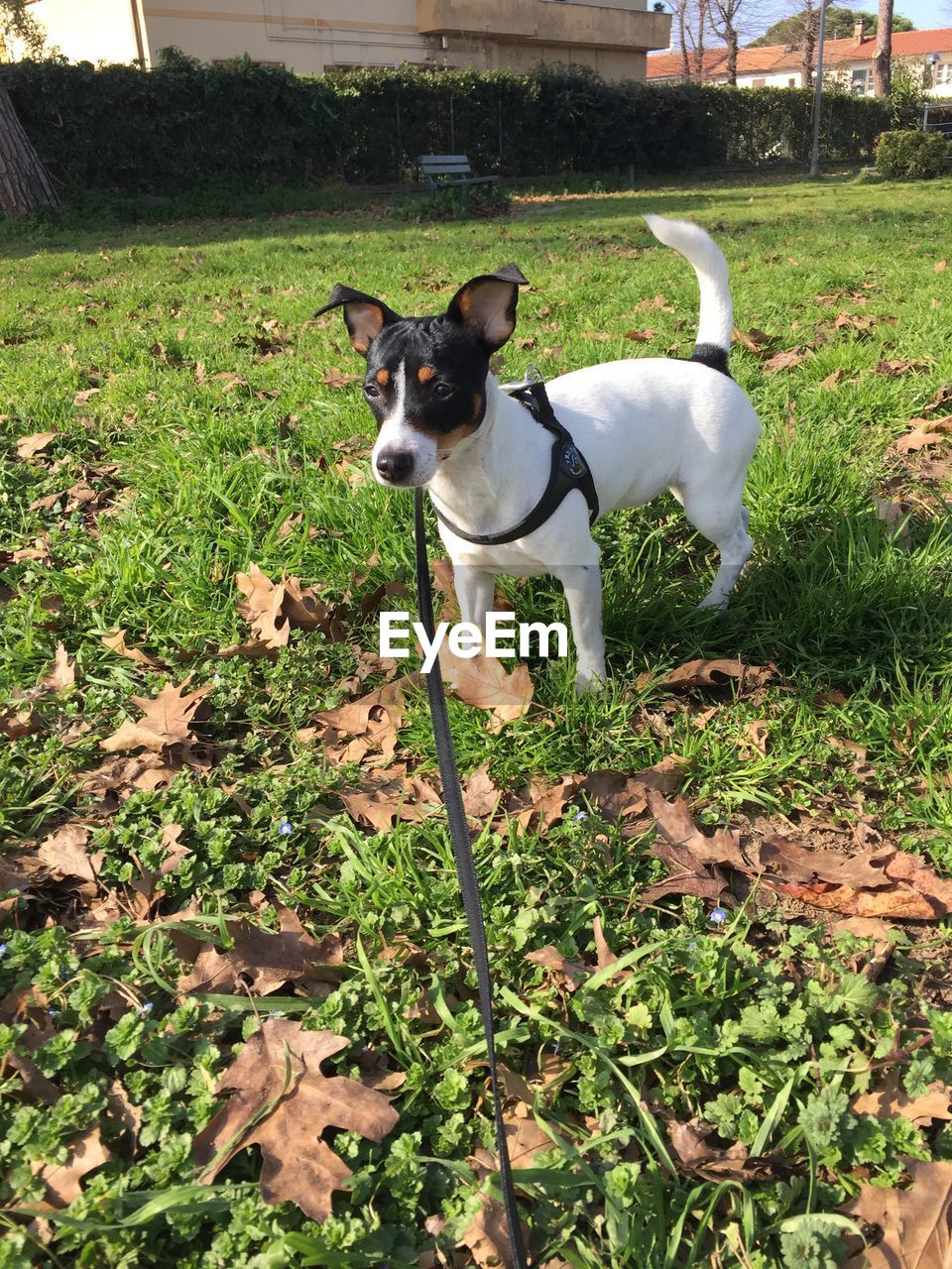 DOG ON GRASS FIELD