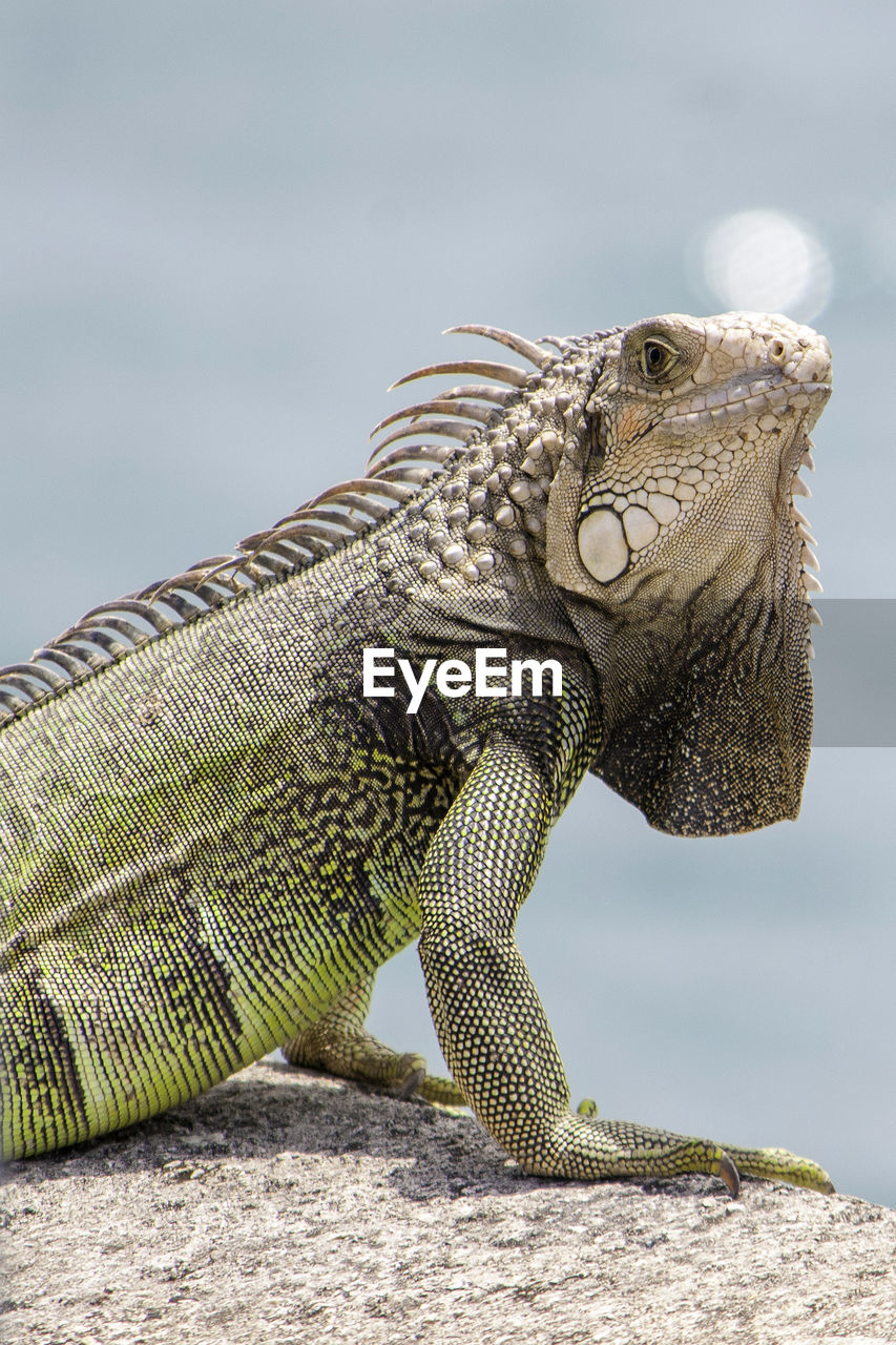 Close-up of chameleon on rock