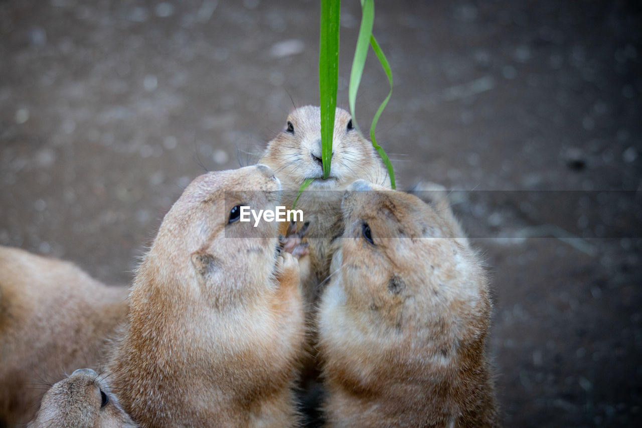 Close-up of prairiedog eating food