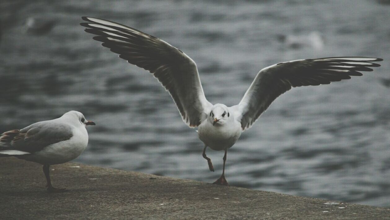 Close-up of seagulls on retaining wall against river