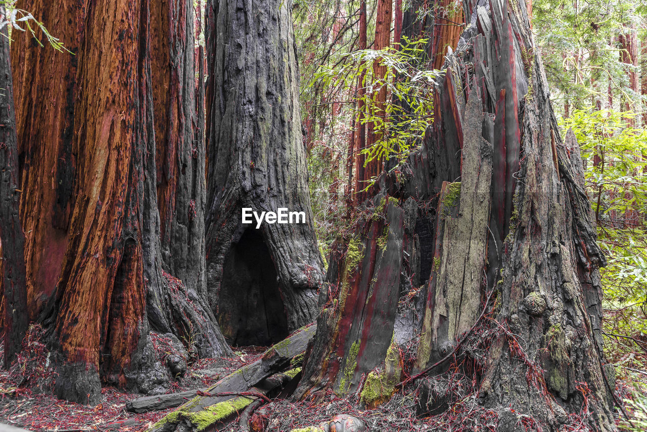 PLANTS GROWING ON TREE TRUNK