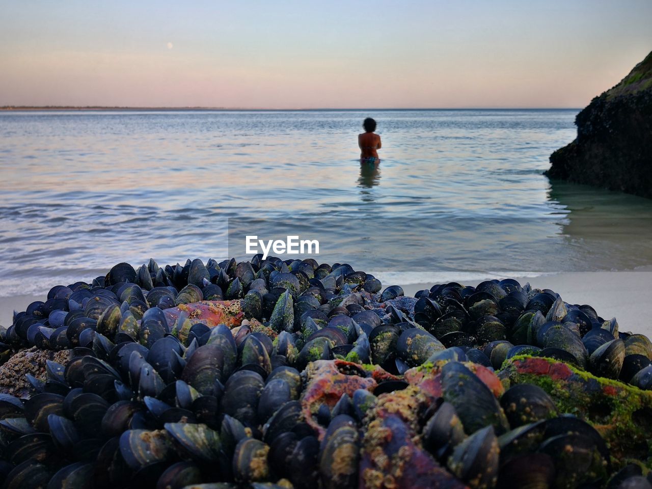 Close-up of mussels at beach against woman swimming in sea