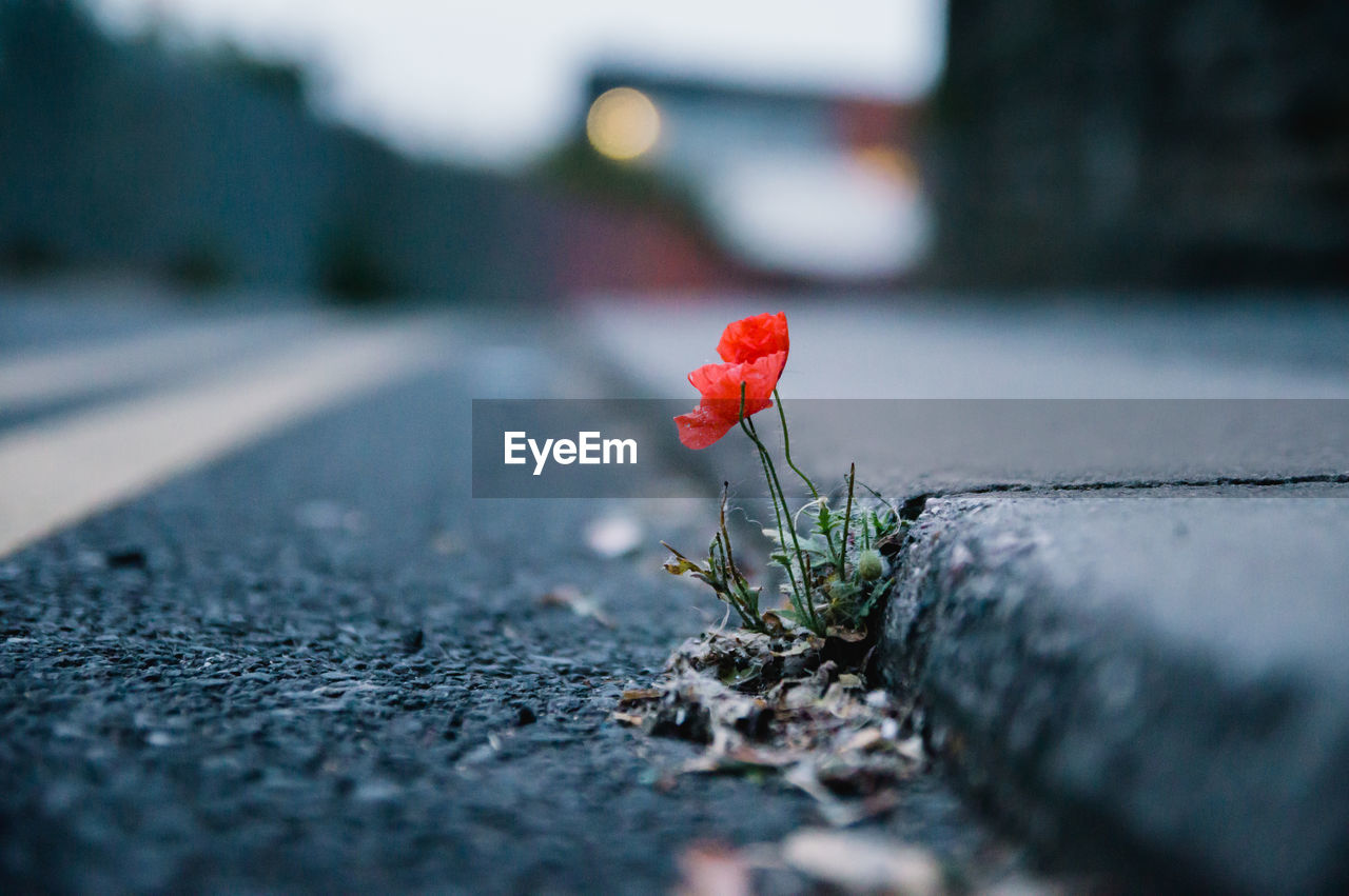 Close-up of red poppy on footpath