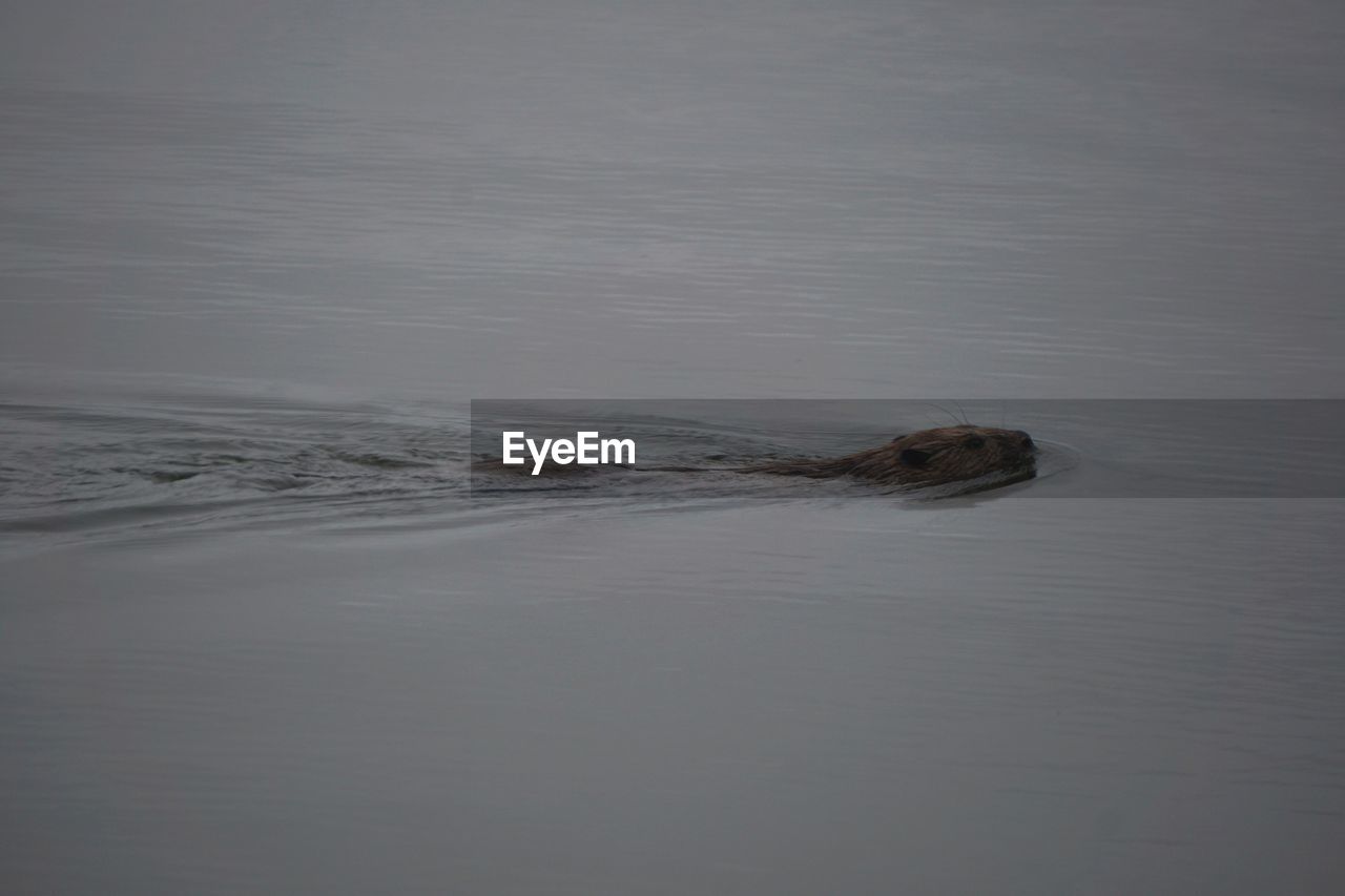 VIEW OF CRAB ON SHORE