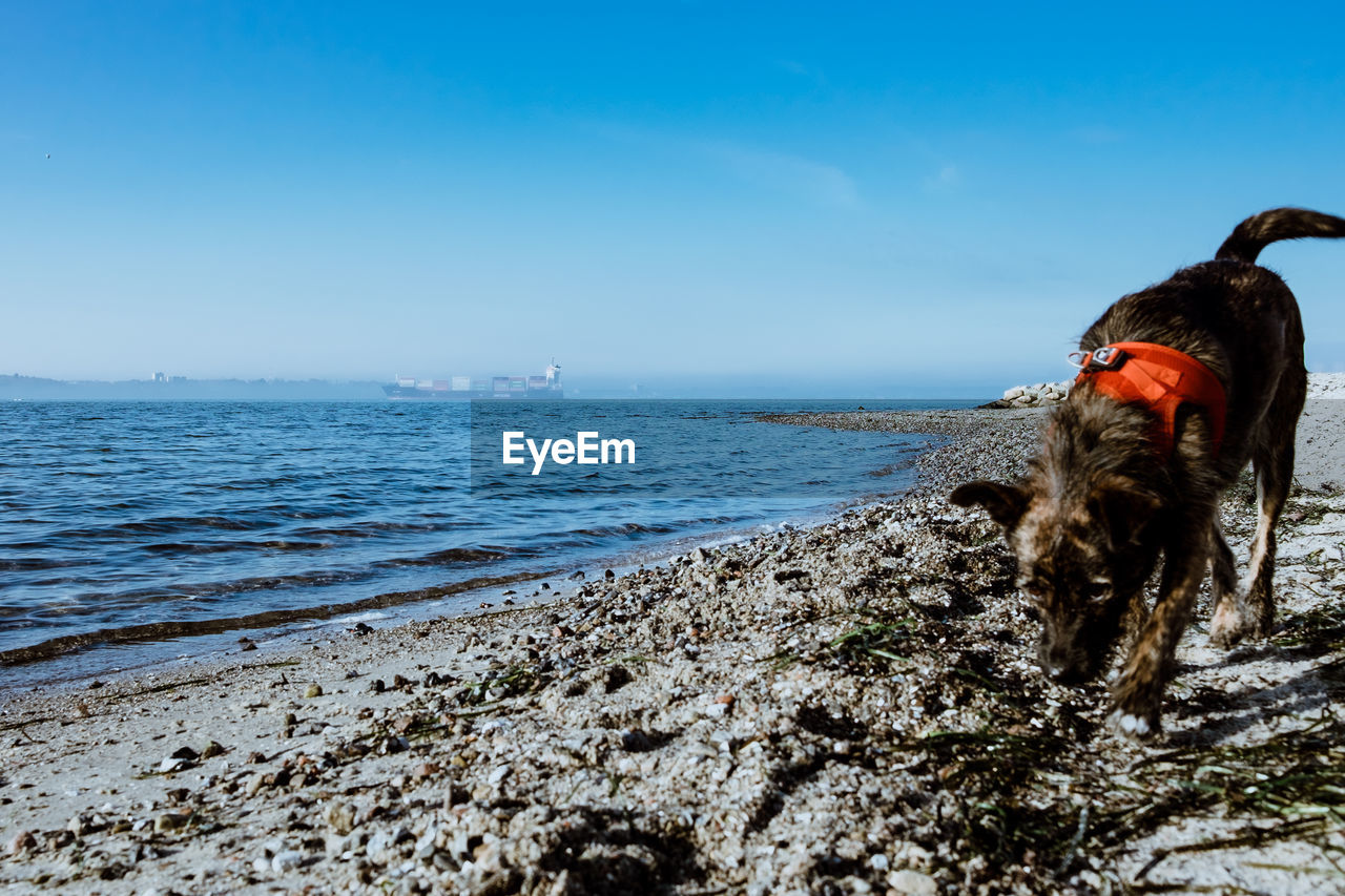 DOG ON SHORE AGAINST SKY