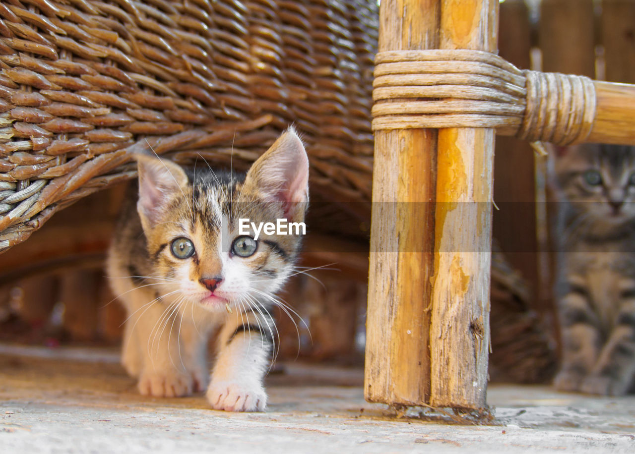 Close-up portrait of kitten