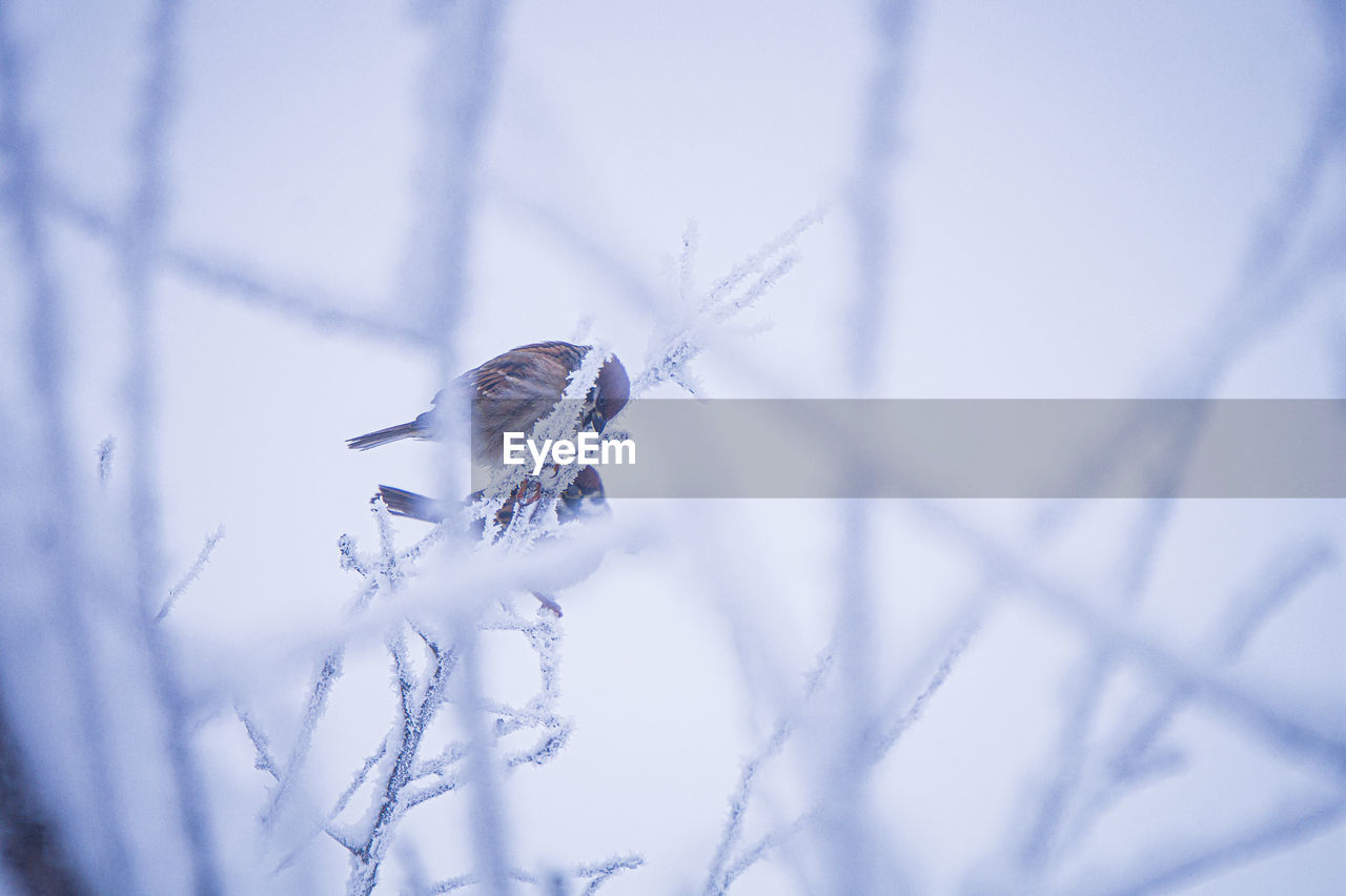 winter, blue, snow, nature, cold temperature, animal, animal themes, animal wildlife, frost, branch, macro photography, one animal, plant, wildlife, close-up, beauty in nature, no people, selective focus, insect, freezing, outdoors, focus on foreground, frozen, fragility, day, environment, white, ice, sky, tree, macro, animal wing