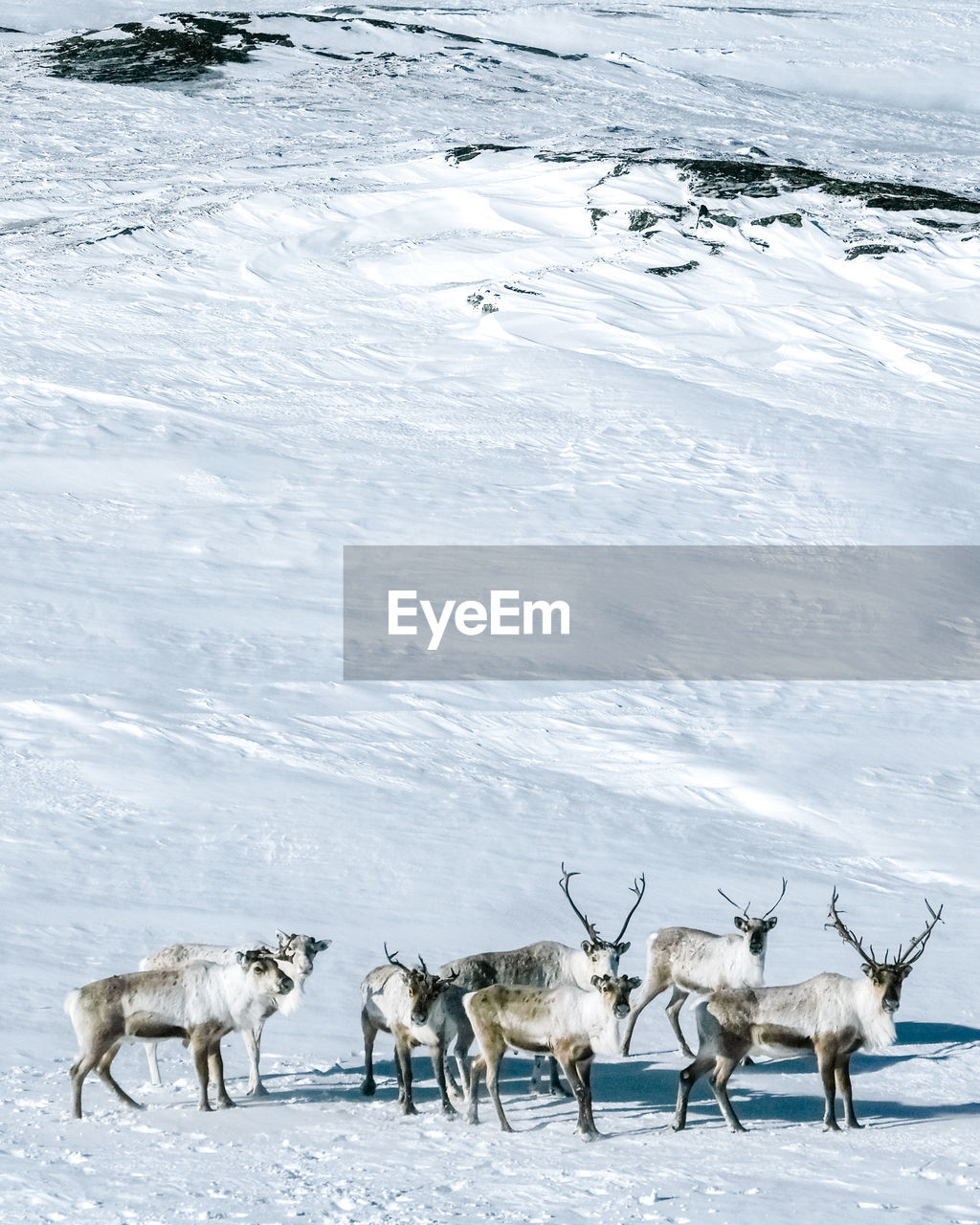 Flock of reindeer  in snow