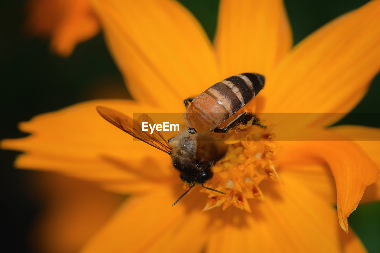 Close-up of insect on flower