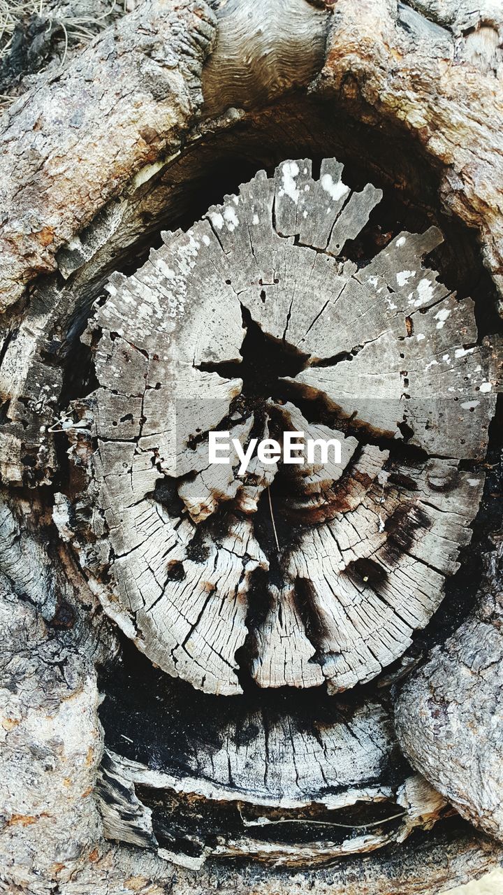 Close-up of decayed tree stump