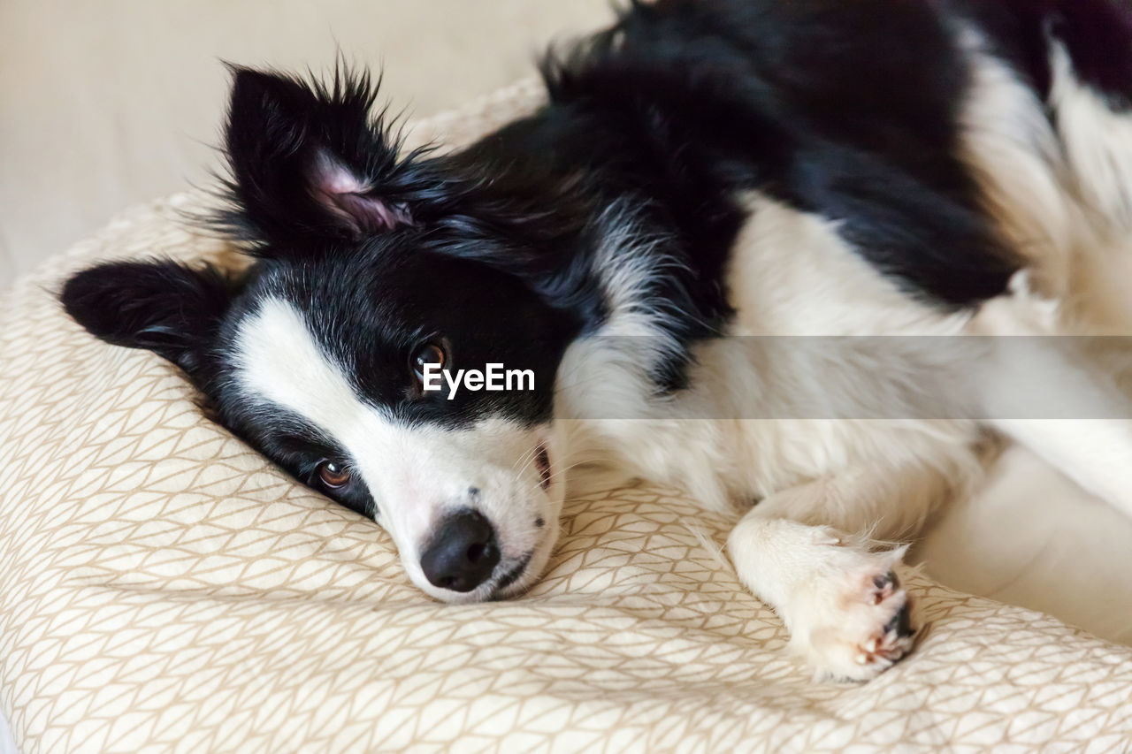 Puppy dog border collie lay on pillow blanket in bed. do not disturb me let me sleep