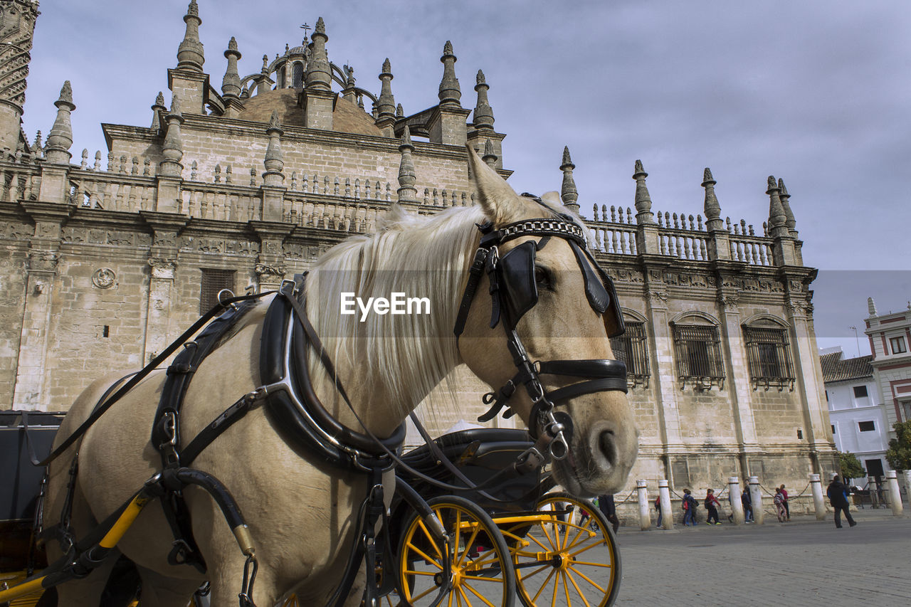 Horse carriage in front of historic building