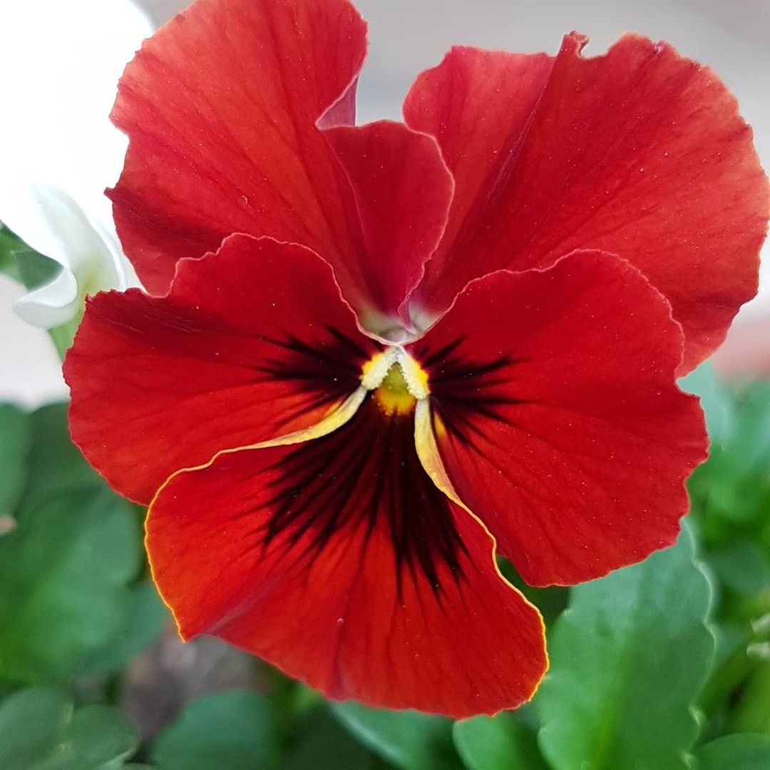 CLOSE-UP OF RED FLOWER AND LEAVES