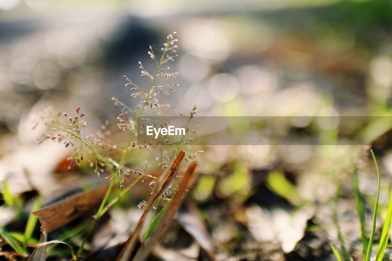 CLOSE-UP OF WET PLANTS ON FIELD