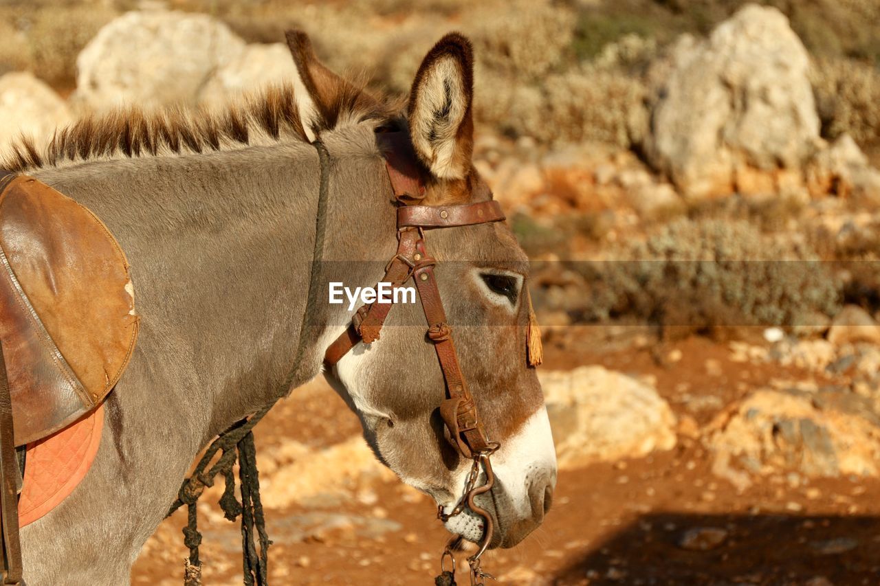 Close-up of horse on field