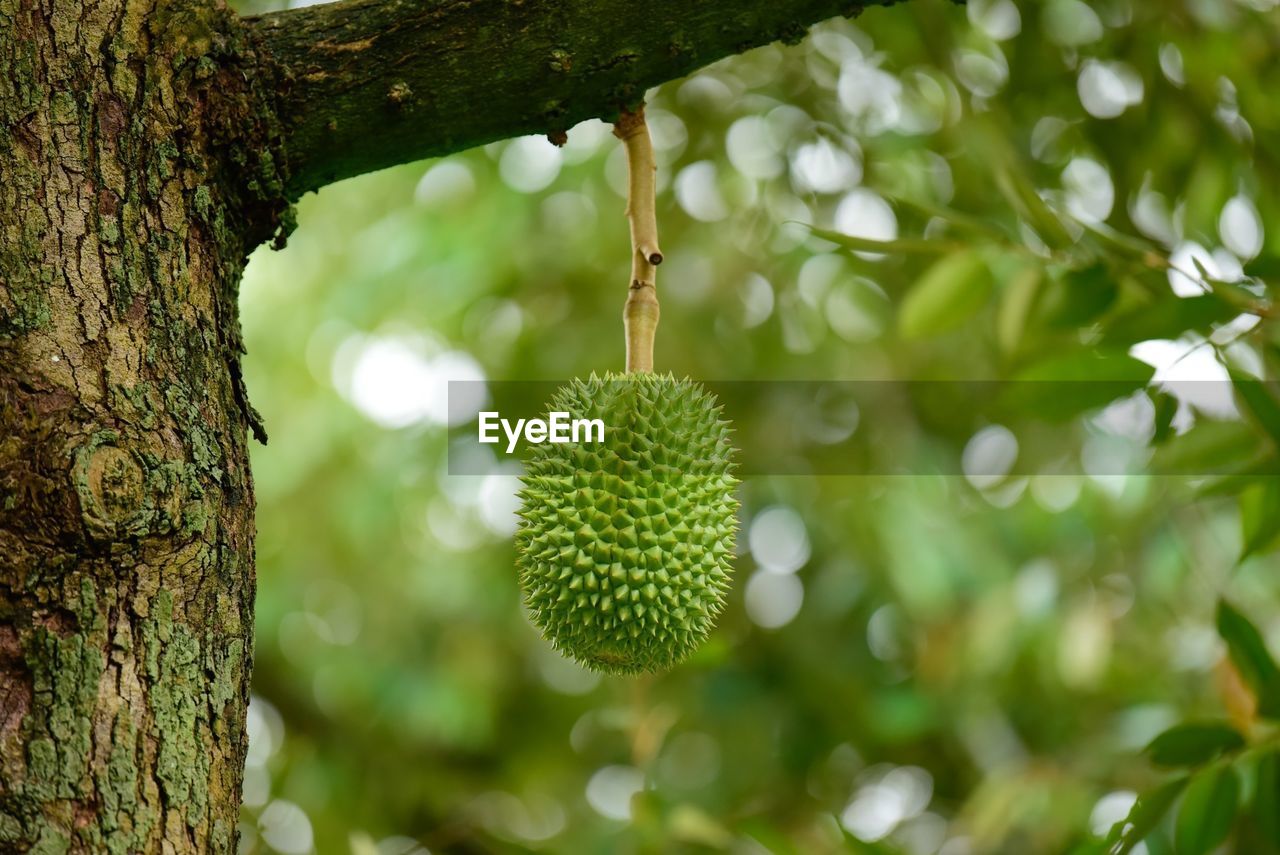 CLOSE-UP OF FRUIT GROWING ON TREE