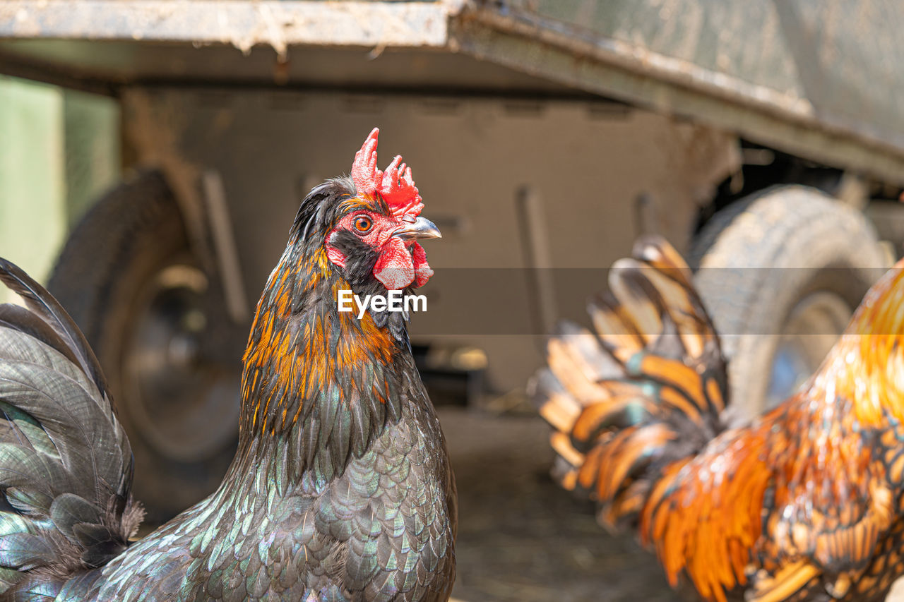 Close up low level view of male rooster cockerel showing black and gold feathers  red crown and eye