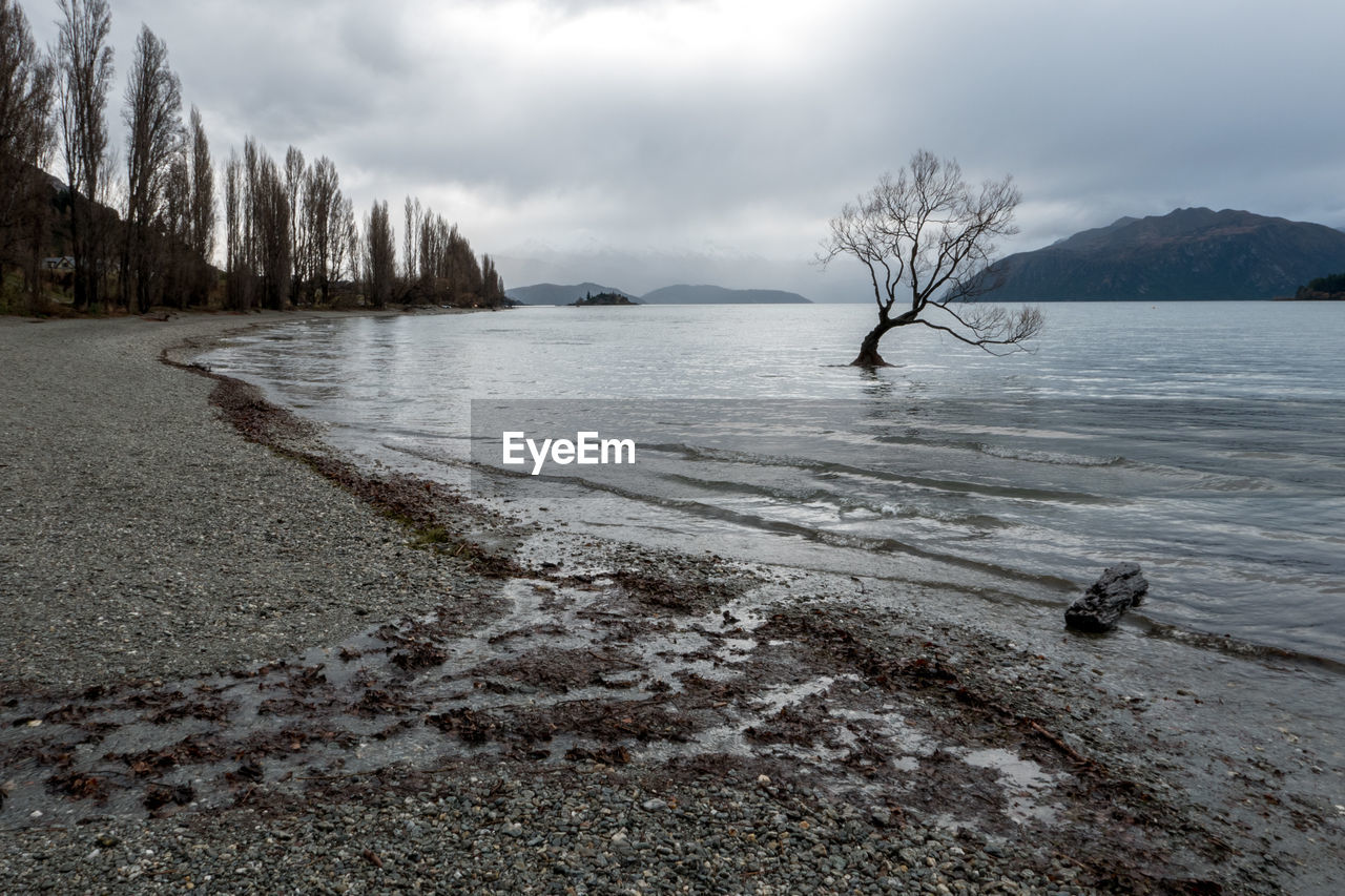 Scenic view of bare tree against sky during winter