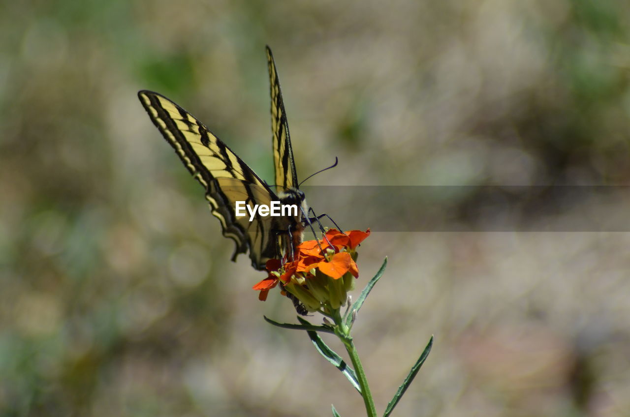 Close-up of butterfly pollinating on flower