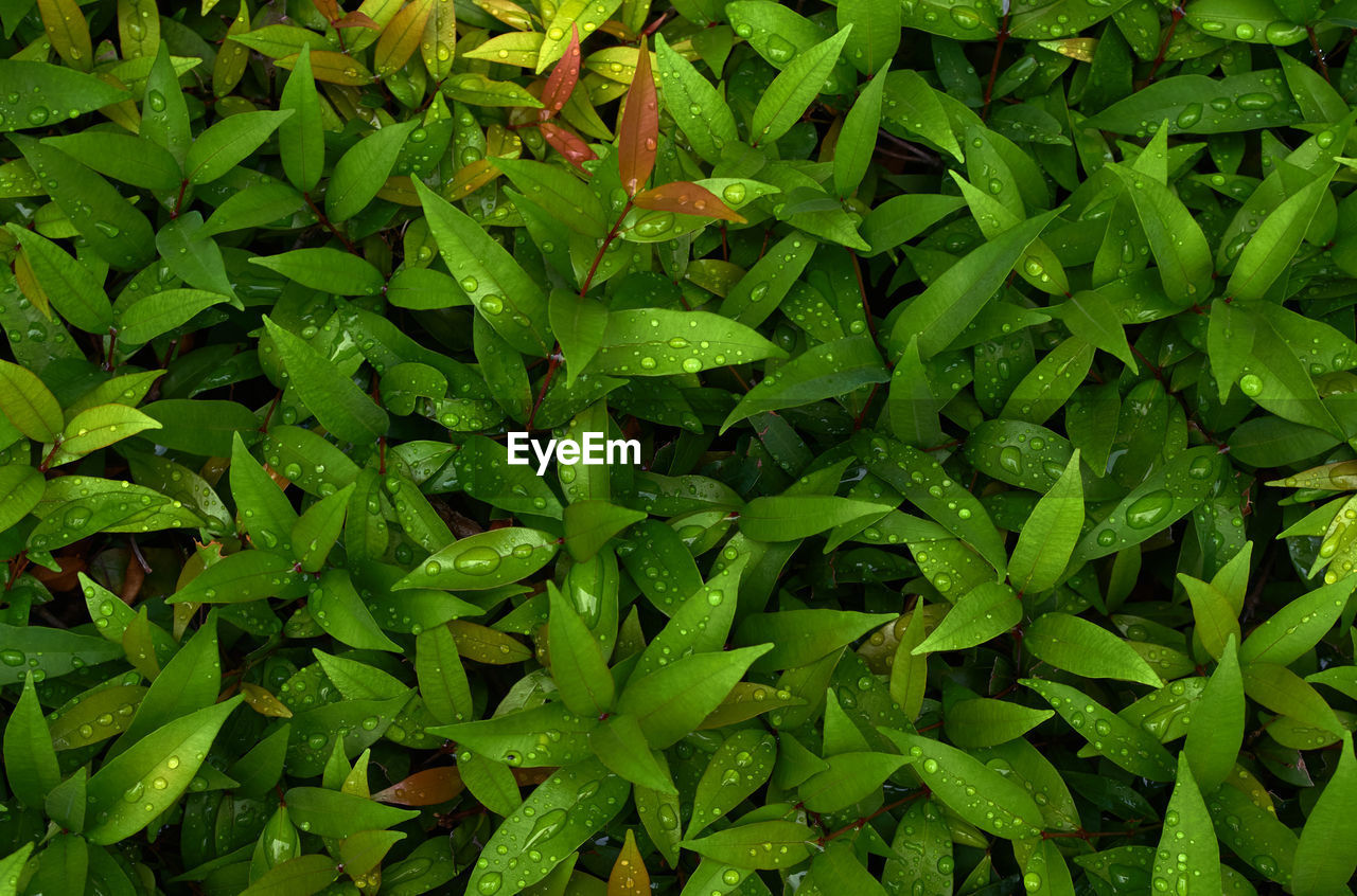 Background of the leaves with water drops