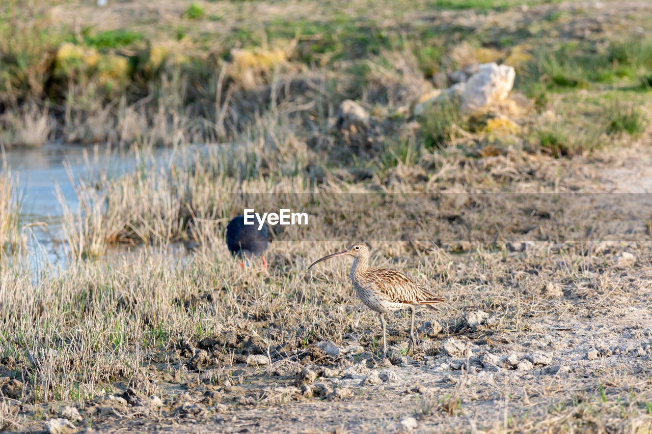 Eurasian curlew numenius arquata wading wetland in search of food in natural park of mallorca spain